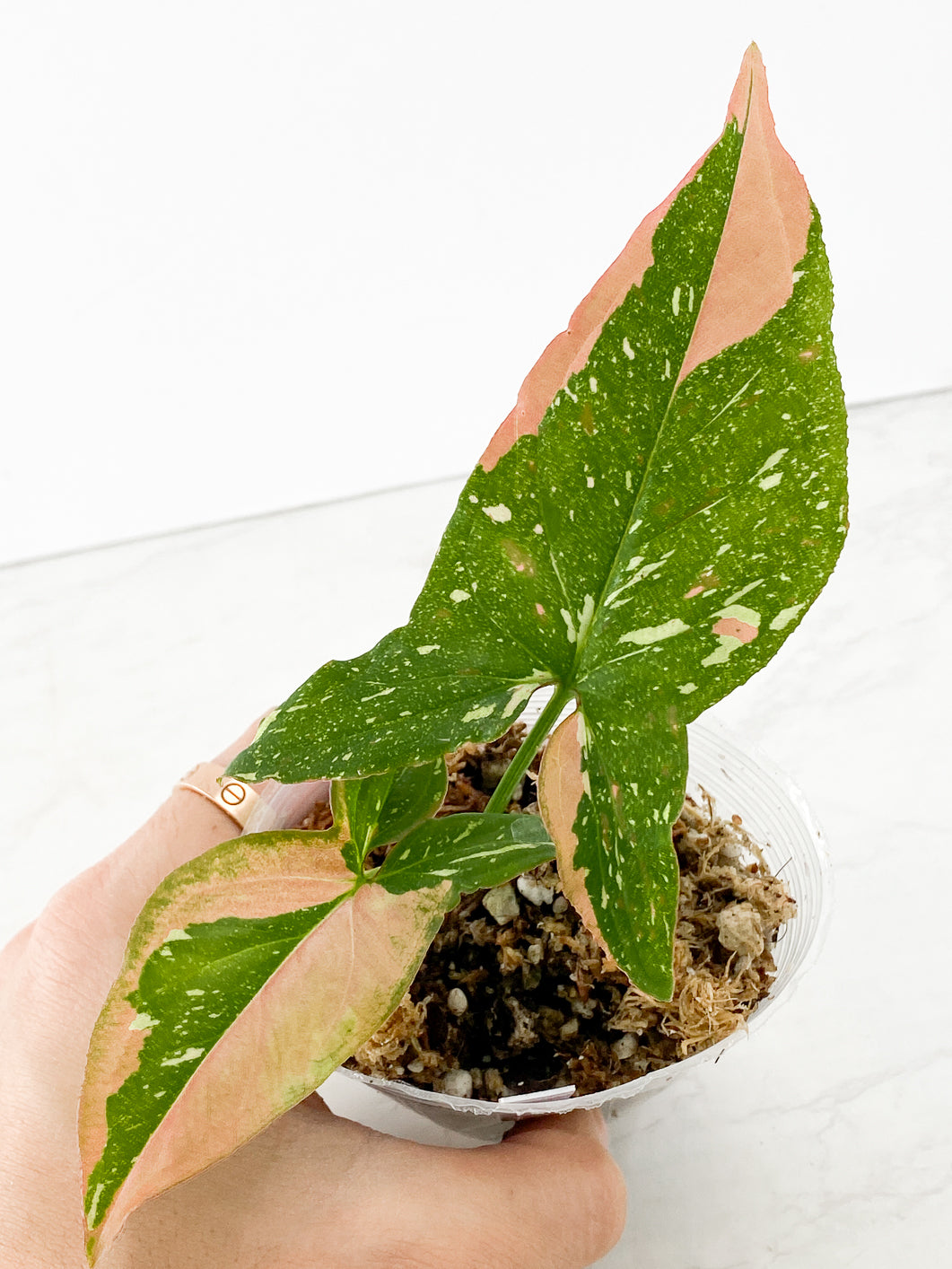 Syngonium Red Spot Tricolor Rooting 2 leaves Top Cutting