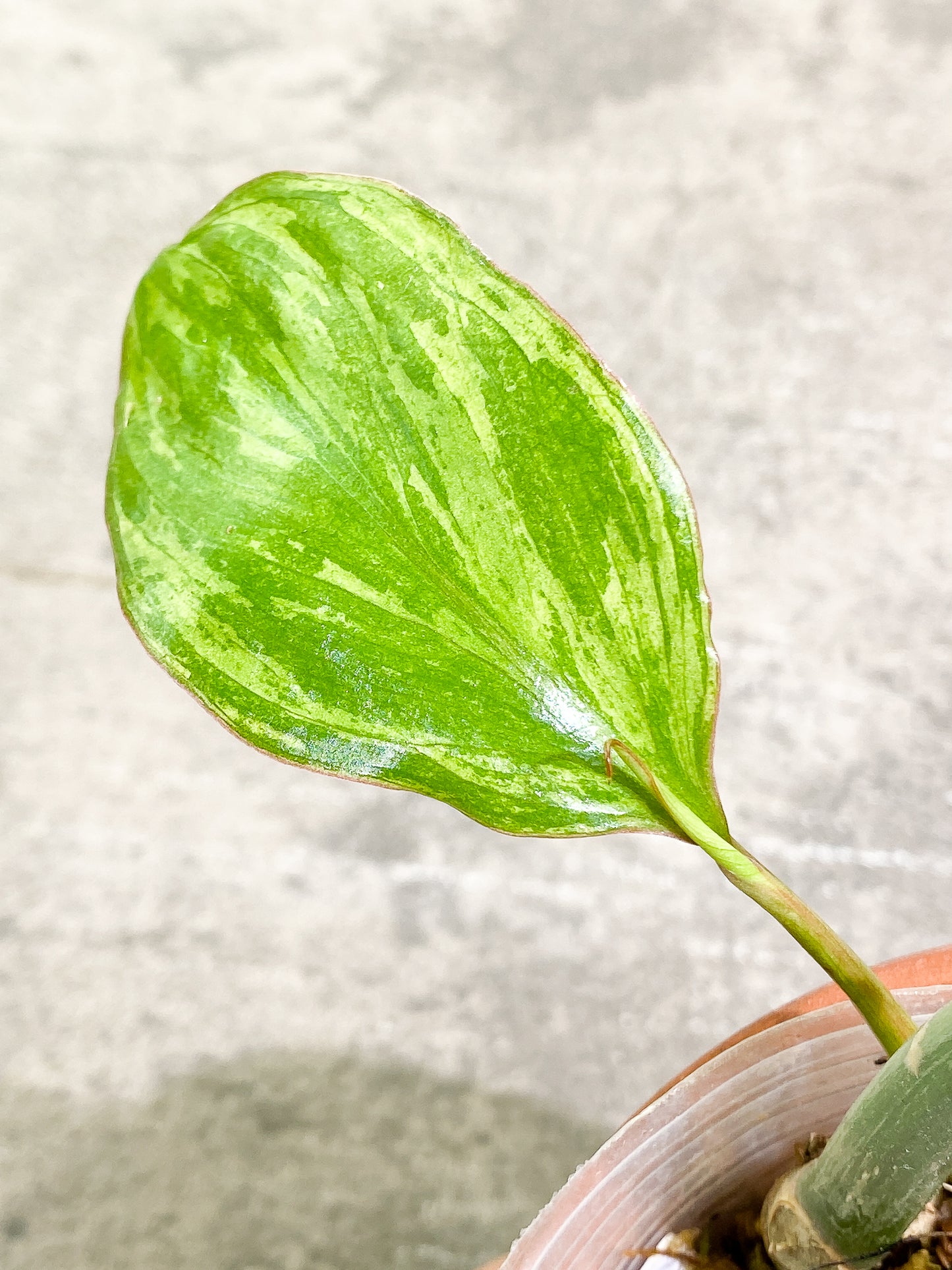 Philodendron Paraiso Verde 1 leaf 1 sprout fully rooted