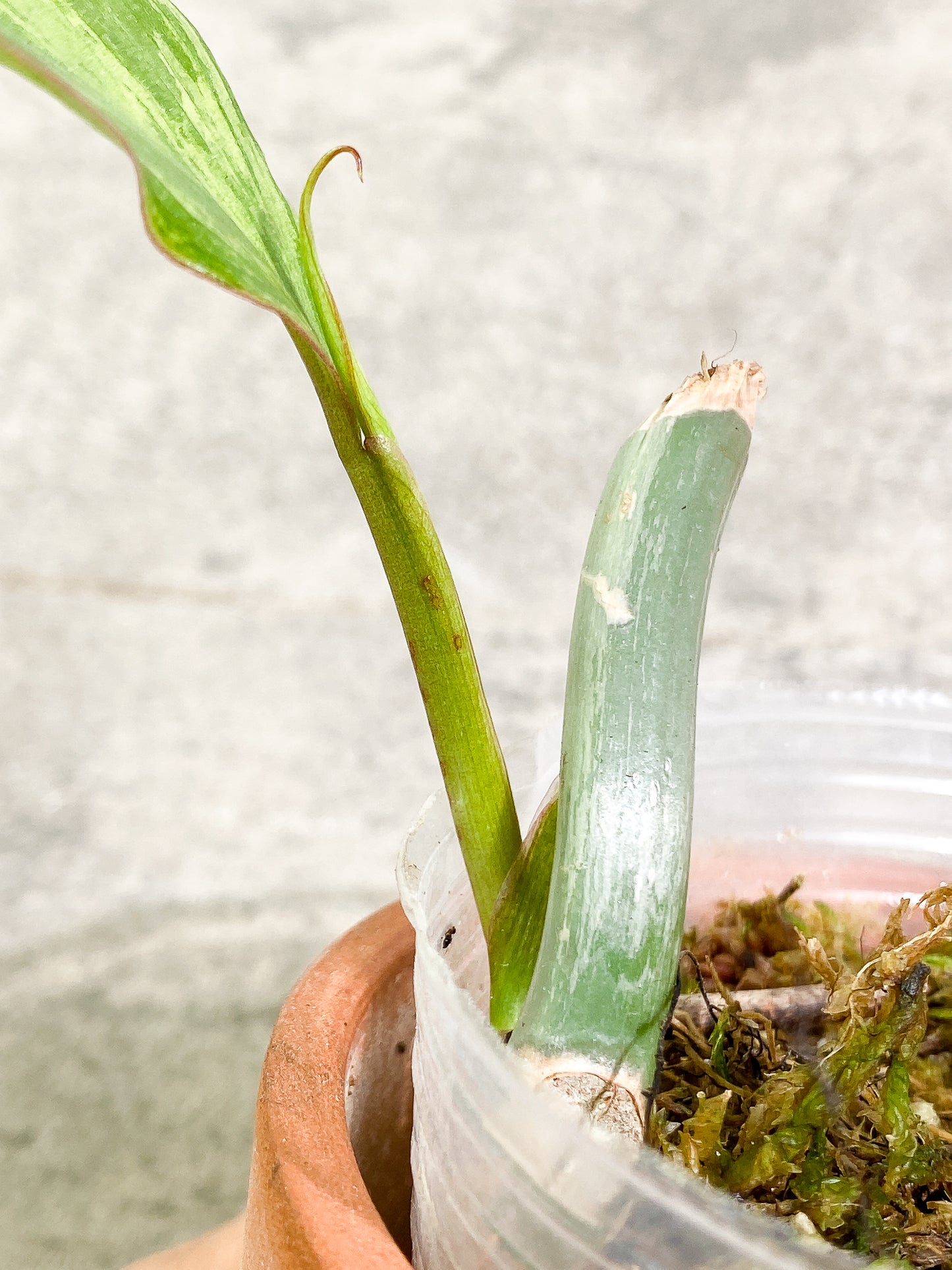 Philodendron Paraiso Verde 1 leaf 1 sprout fully rooted