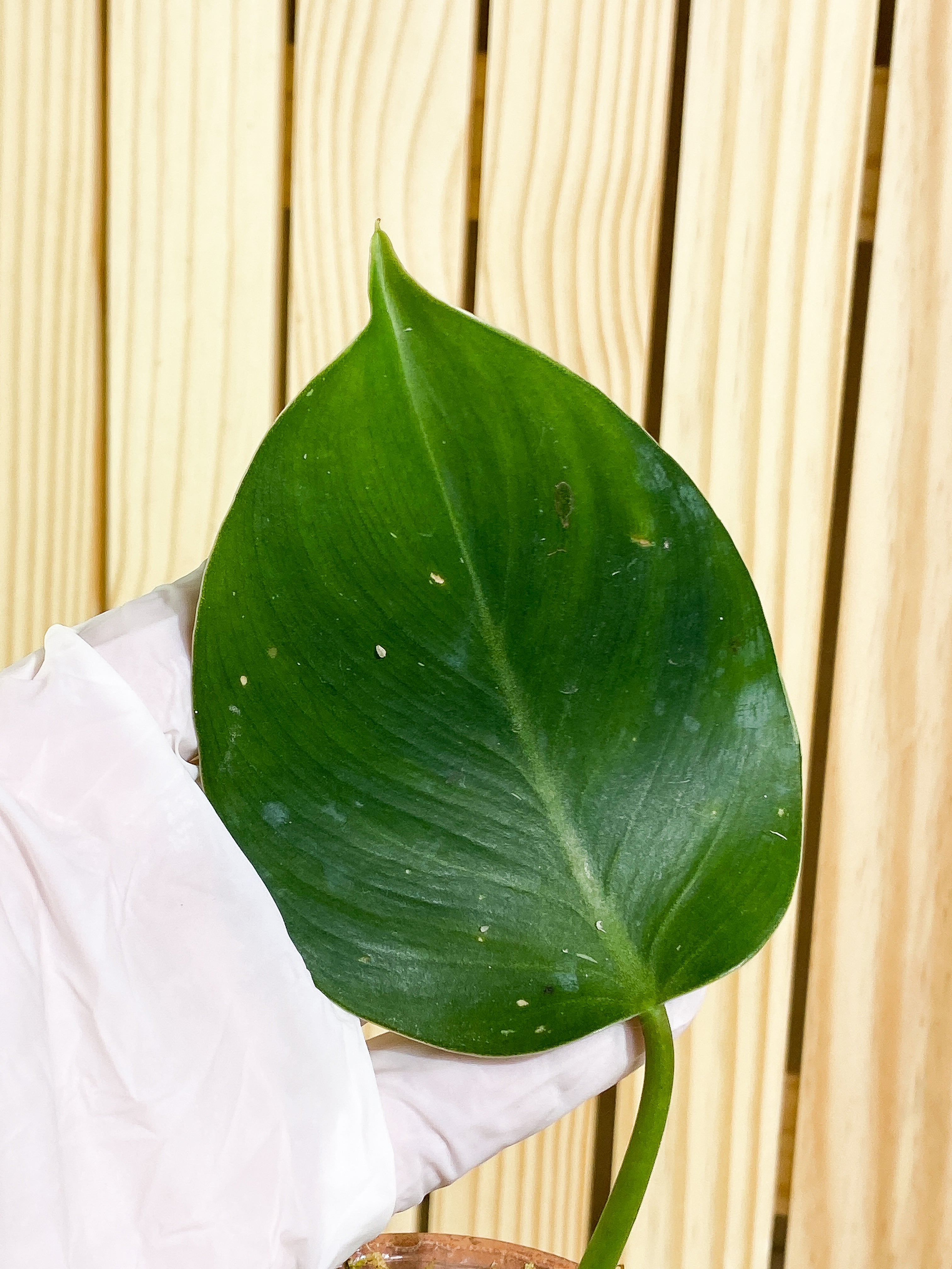 Philodendron White Wizard  Rooted 2 leaves