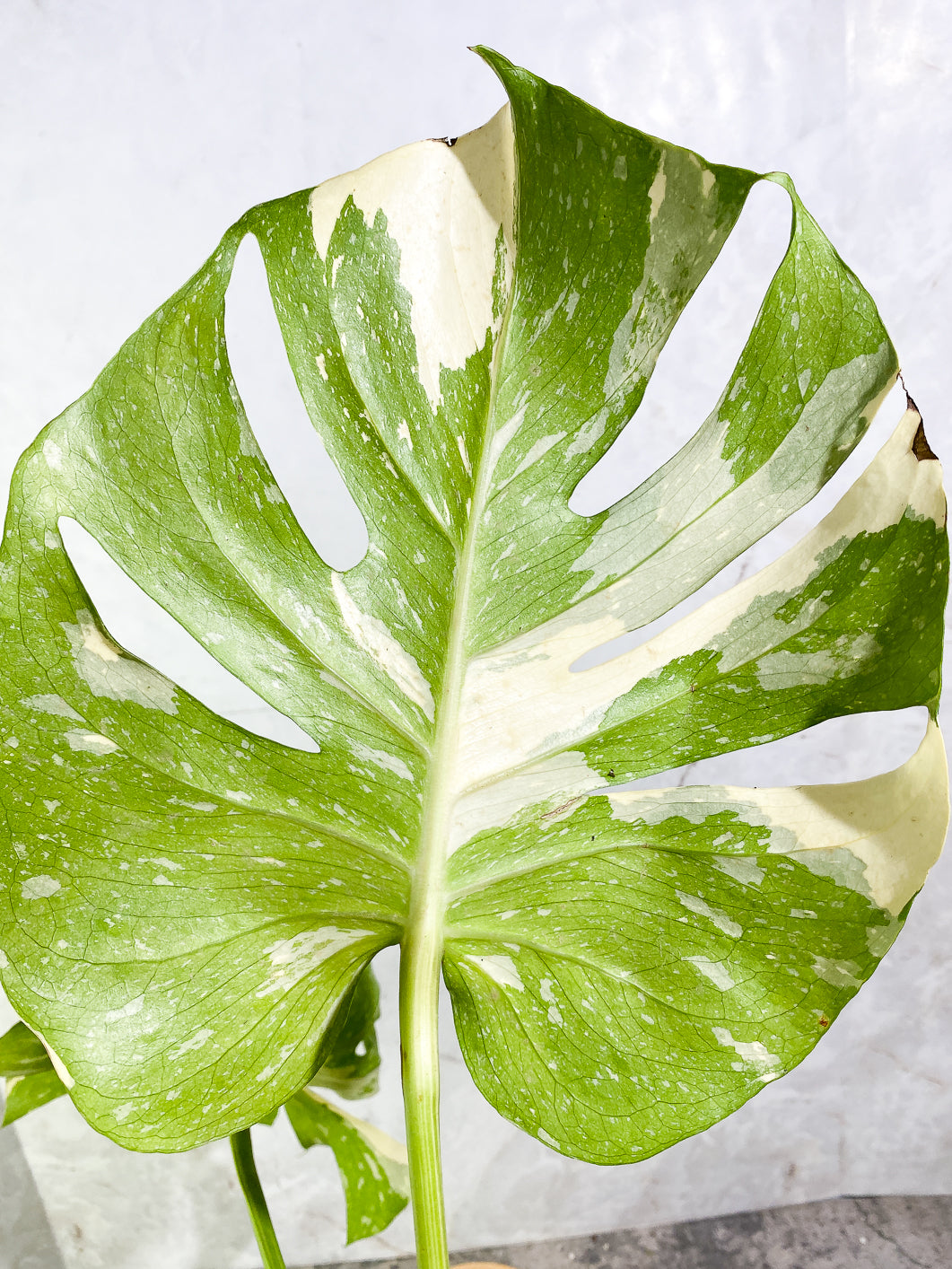 Monstera Thai Constellation  Slightly Rooted Top Cutting 2 leaves Highly Variegated