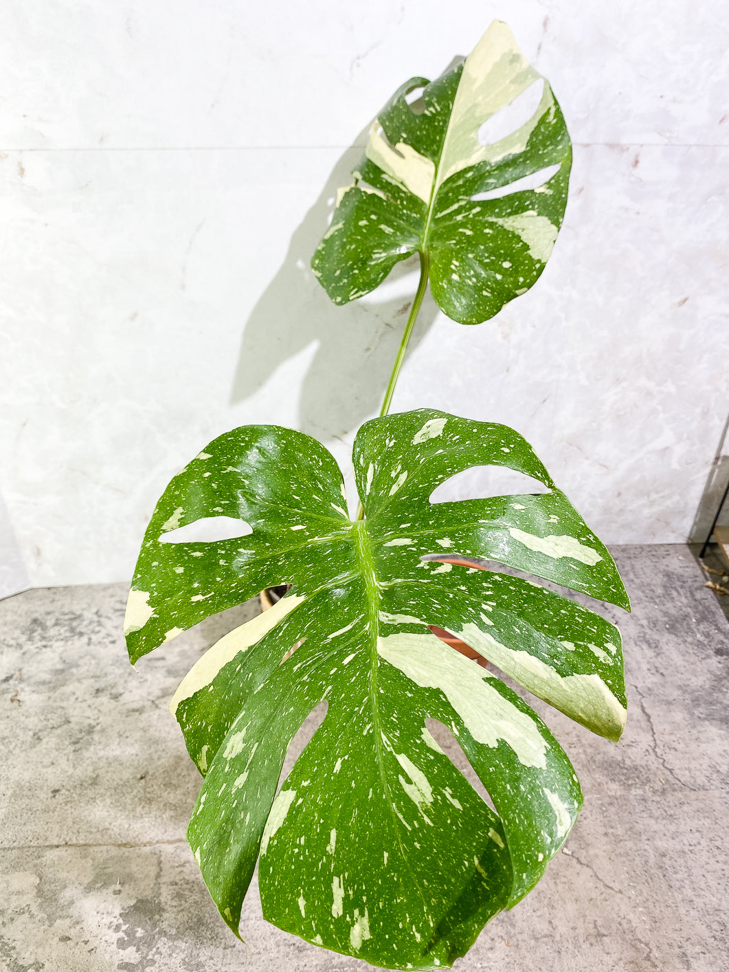 Monstera Thai Constellation  Slightly Rooted Top Cutting 2 leaves Highly Variegated