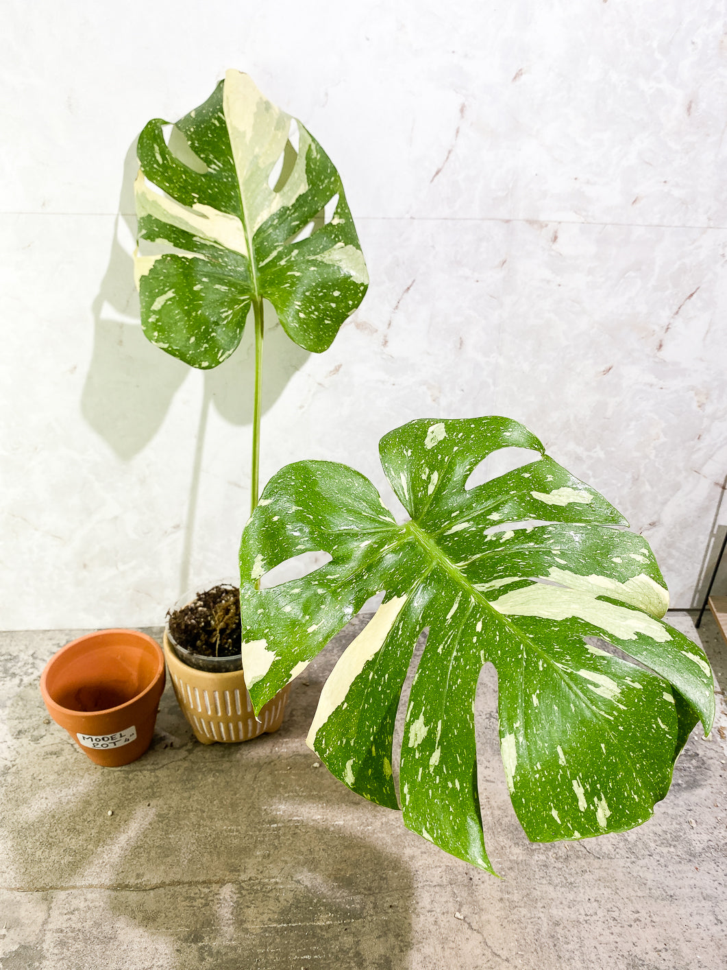 Monstera Thai Constellation  Slightly Rooted Top Cutting 2 leaves Highly Variegated