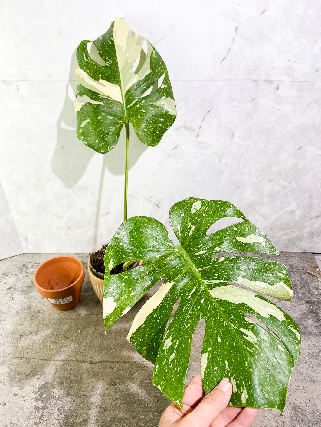 Monstera Thai Constellation  Slightly Rooted Top Cutting 2 leaves Highly Variegated