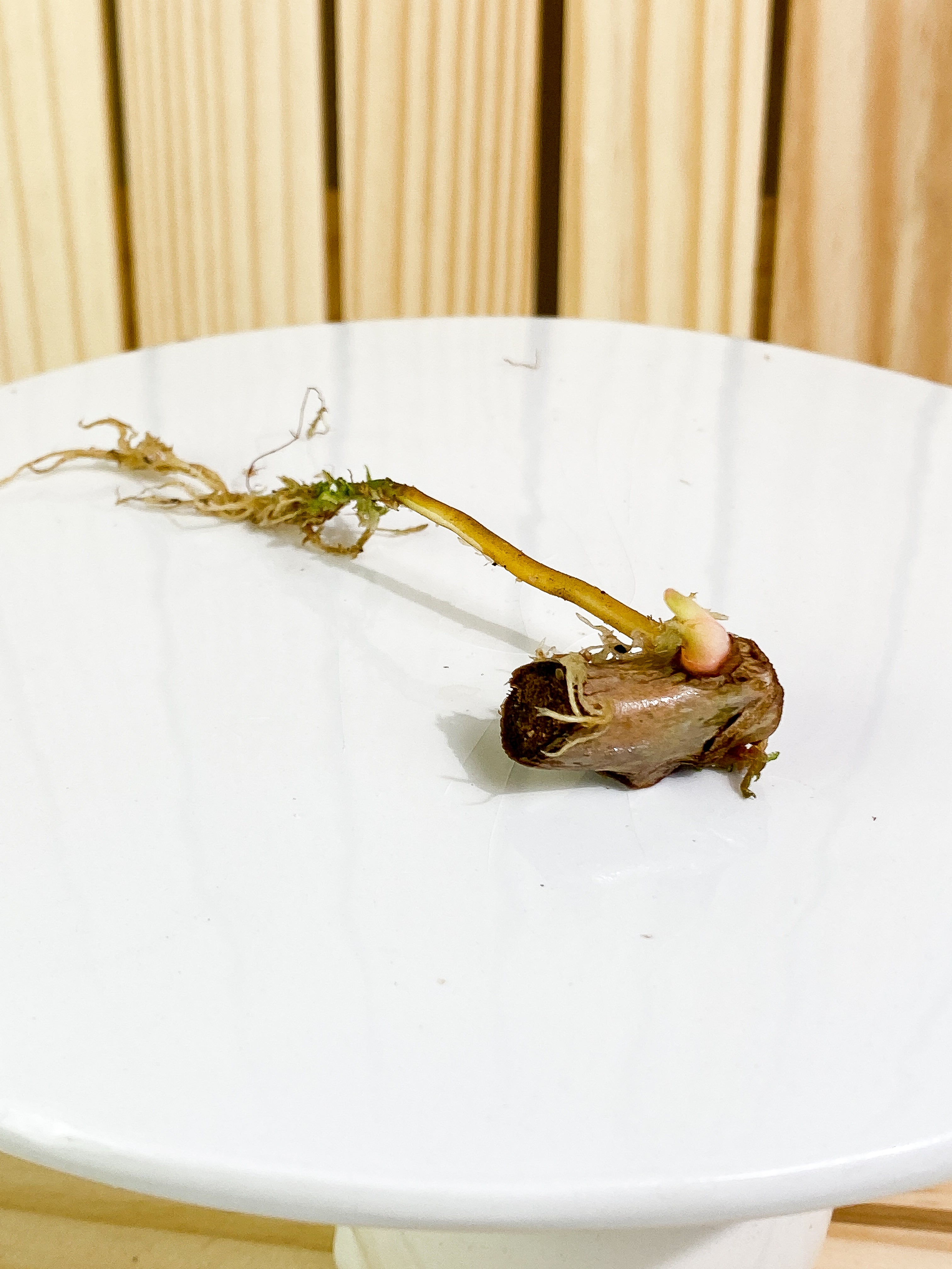 Philodendron Billietiae Rooting node 1 sprout