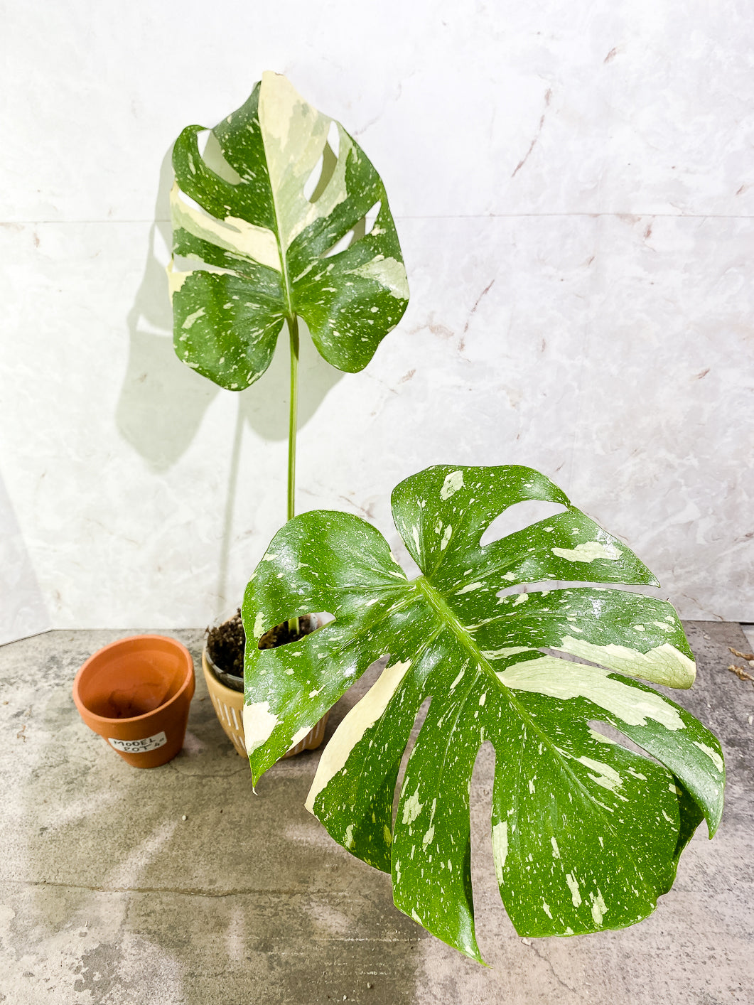 Monstera Thai Constellation  Slightly Rooted Top Cutting 2 leaves Highly Variegated