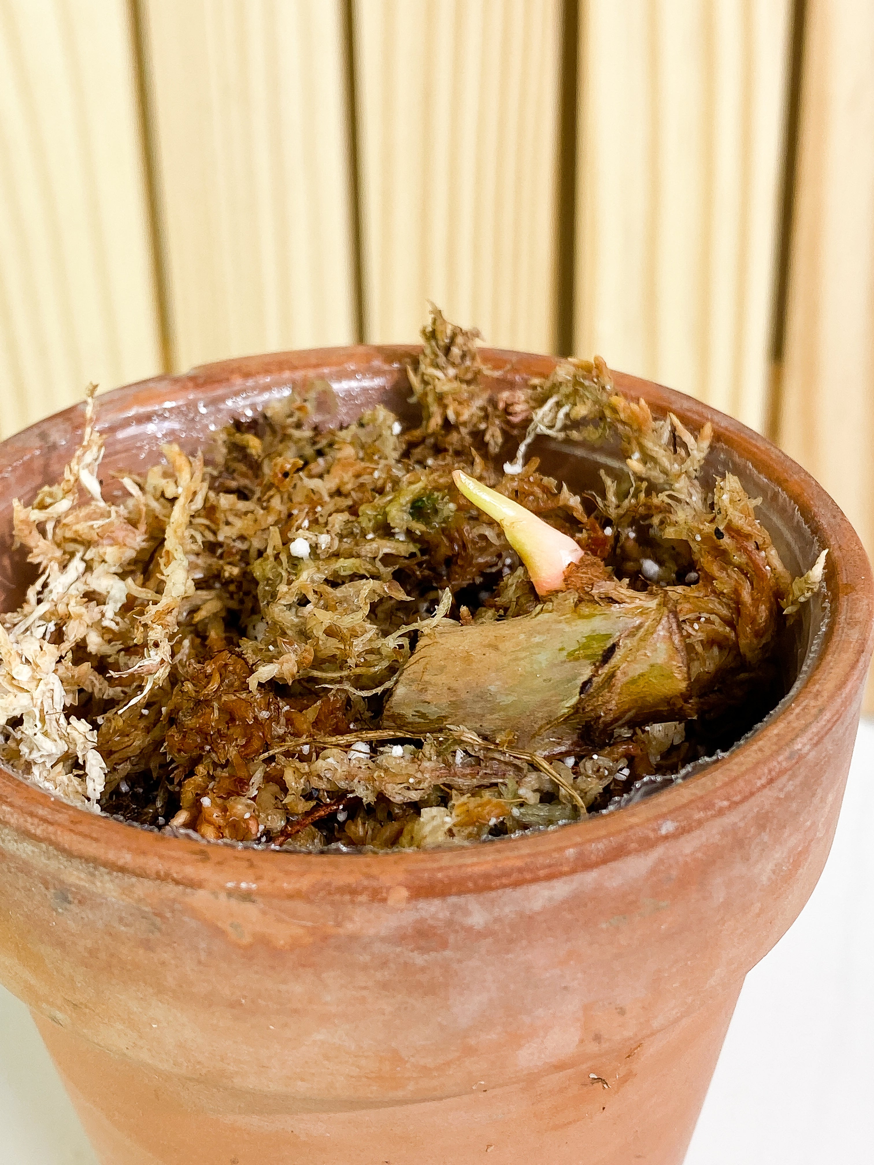 Philodendron Billietiae Rooting node 1 sprout