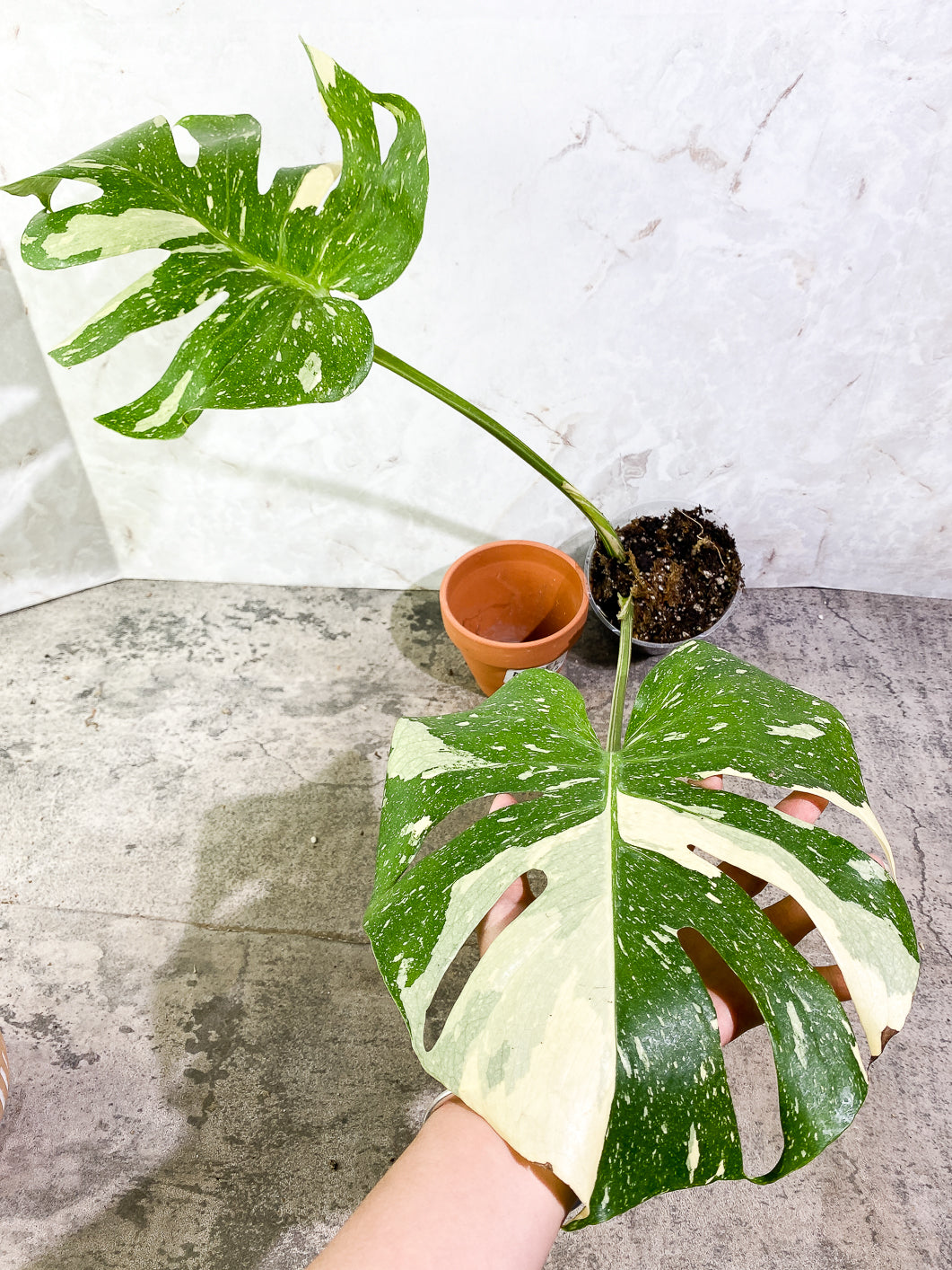 Monstera Thai Constellation  Slightly Rooted Top Cutting 2 leaves Highly Variegated