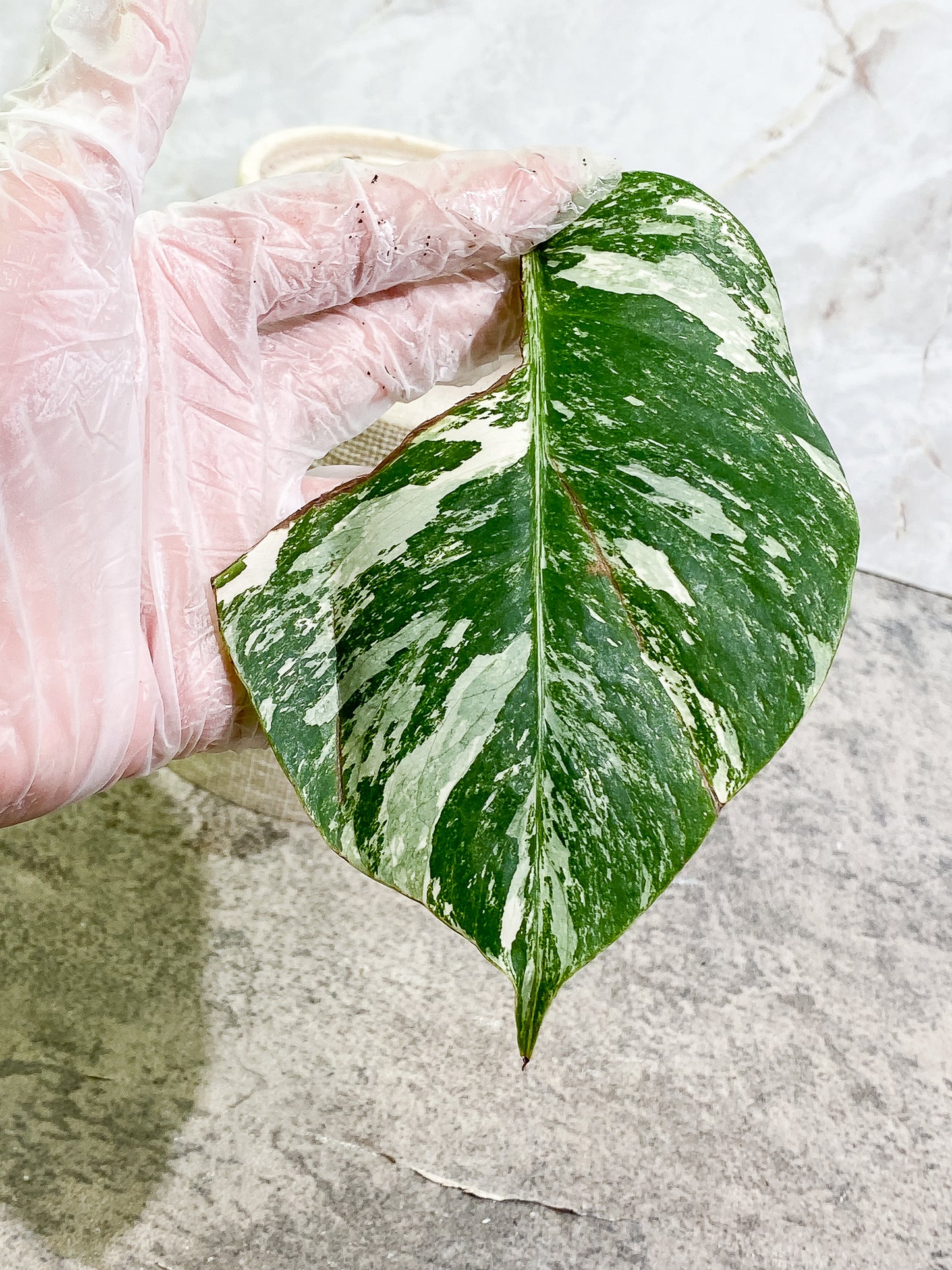 Monstera albo variegata 1 leaf Highly Variegated  Rooting