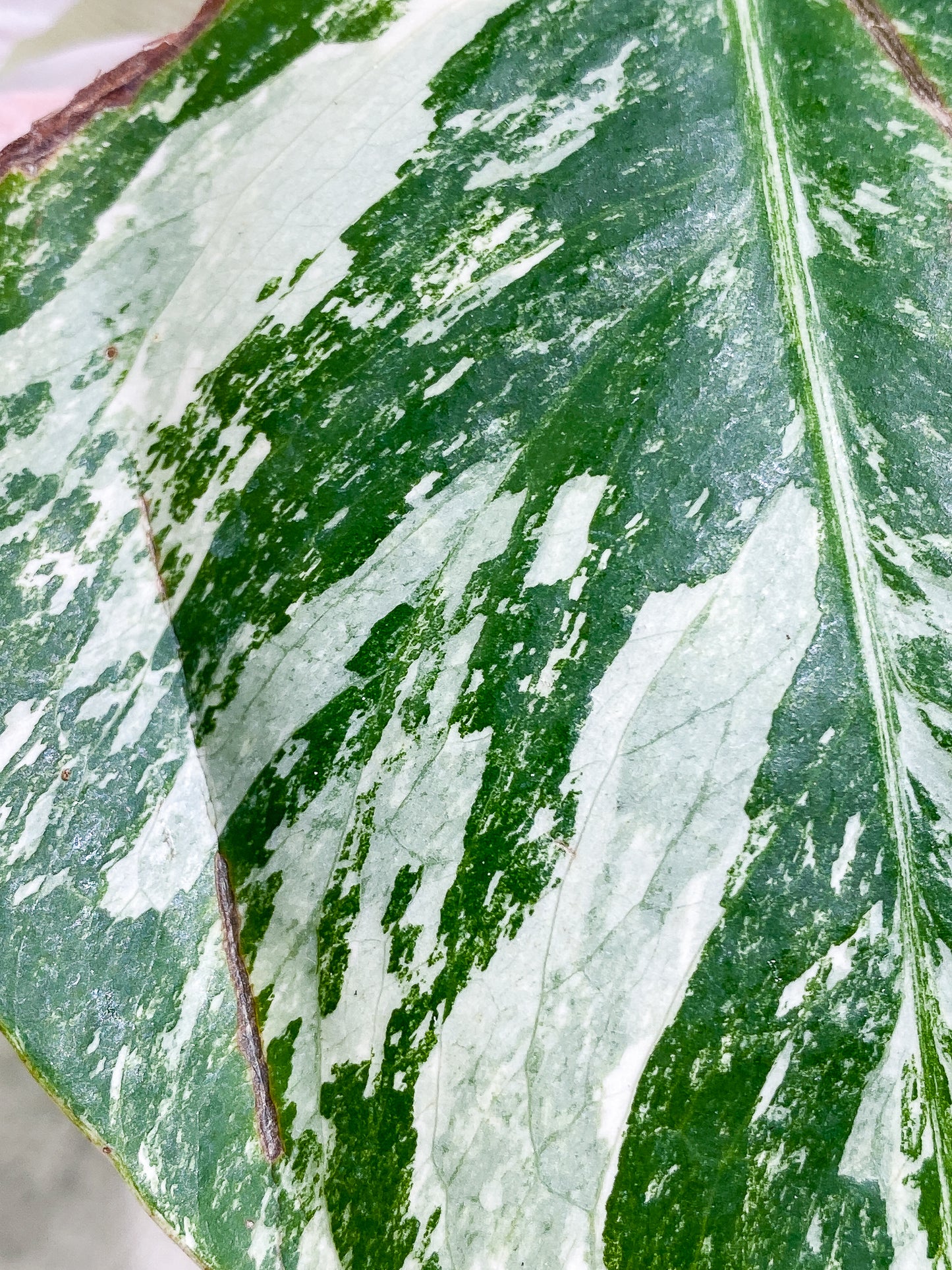 Monstera albo variegata 1 leaf Highly Variegated  Rooting
