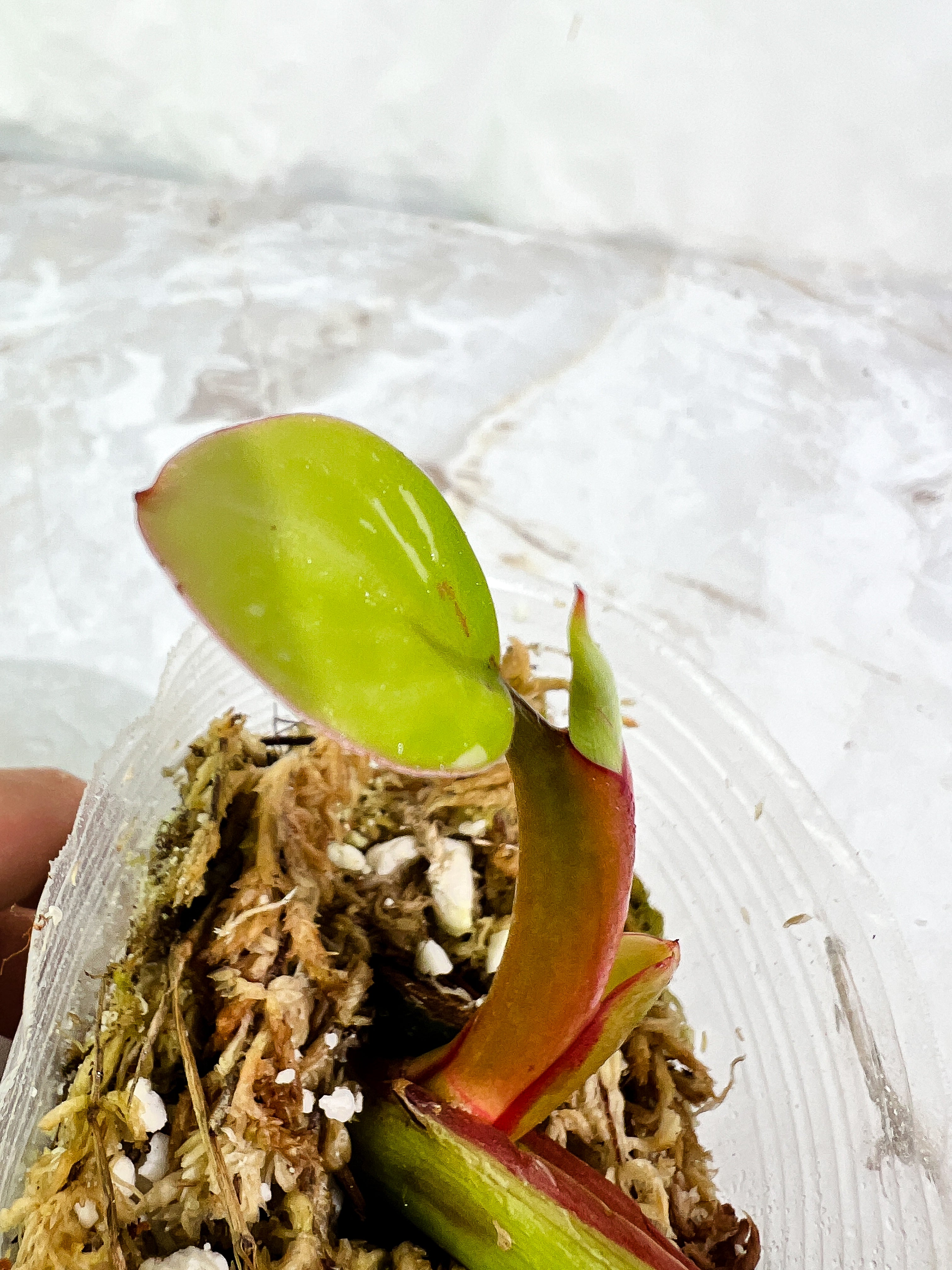 Philodendron White Princess  1 baby leaf and 1 sprout slightly rooted