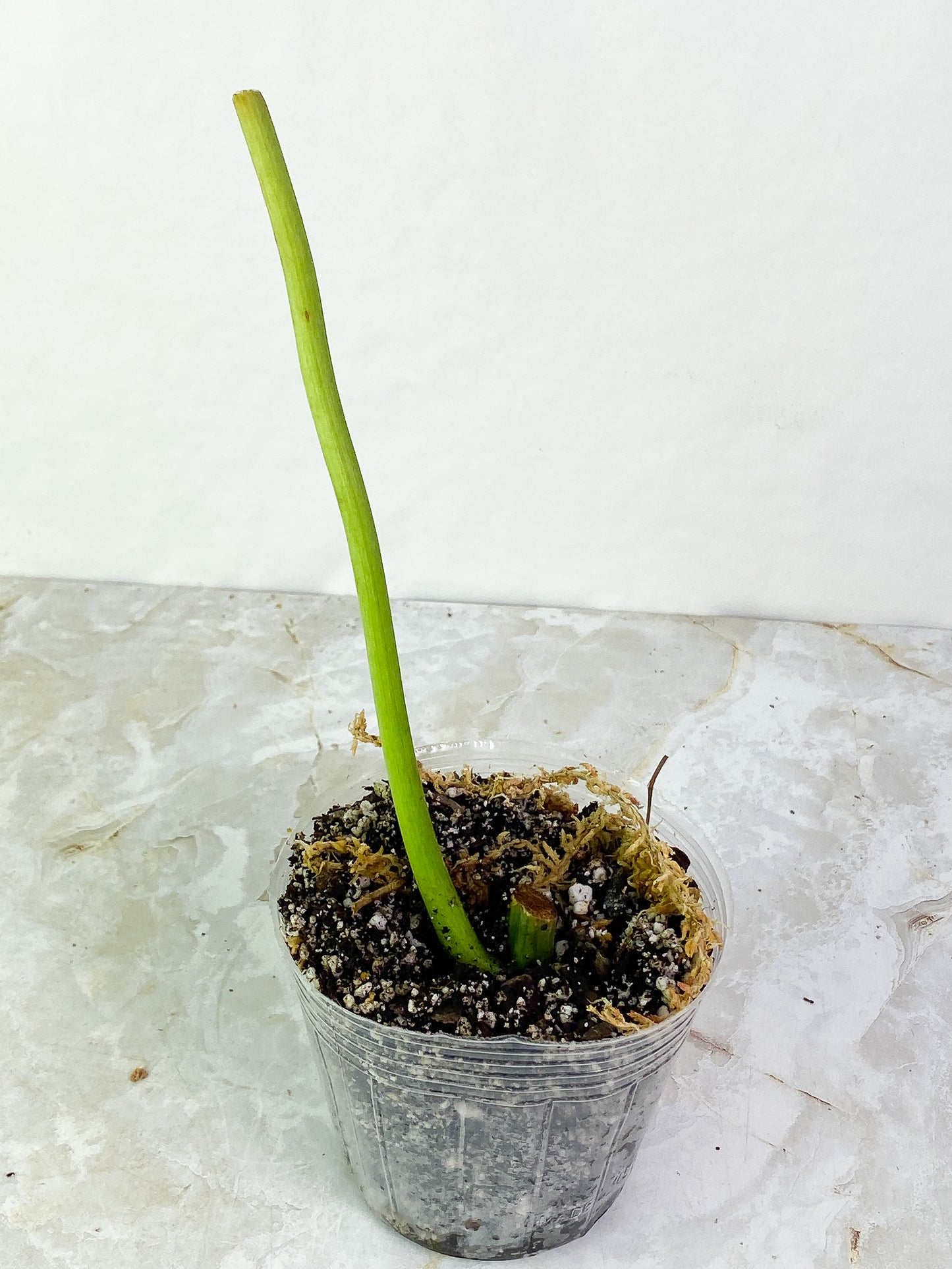 Grower Choice: Philodendron Paraiso Verde Rooted Node
