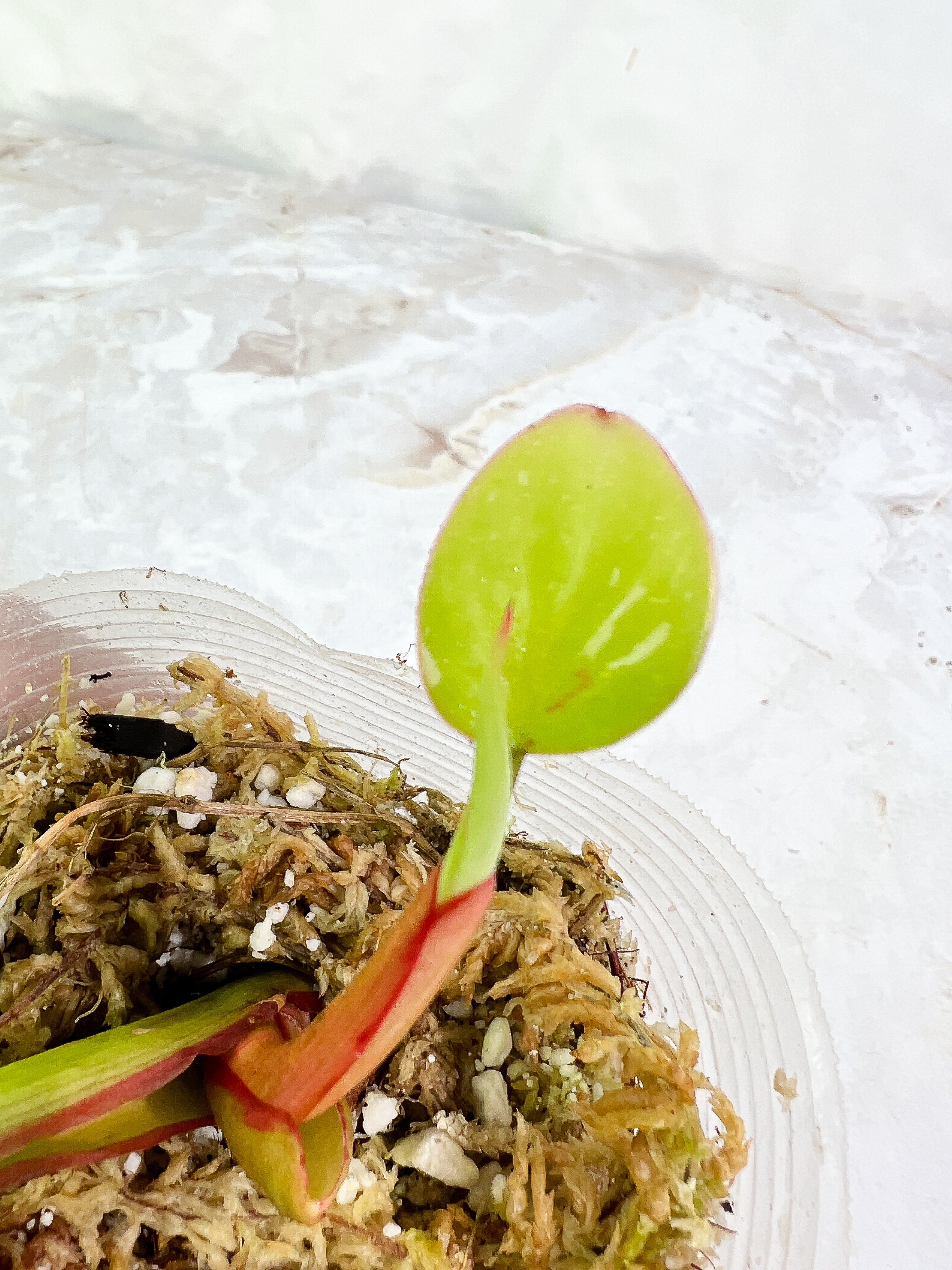 Philodendron White Princess  1 baby leaf and 1 sprout slightly rooted