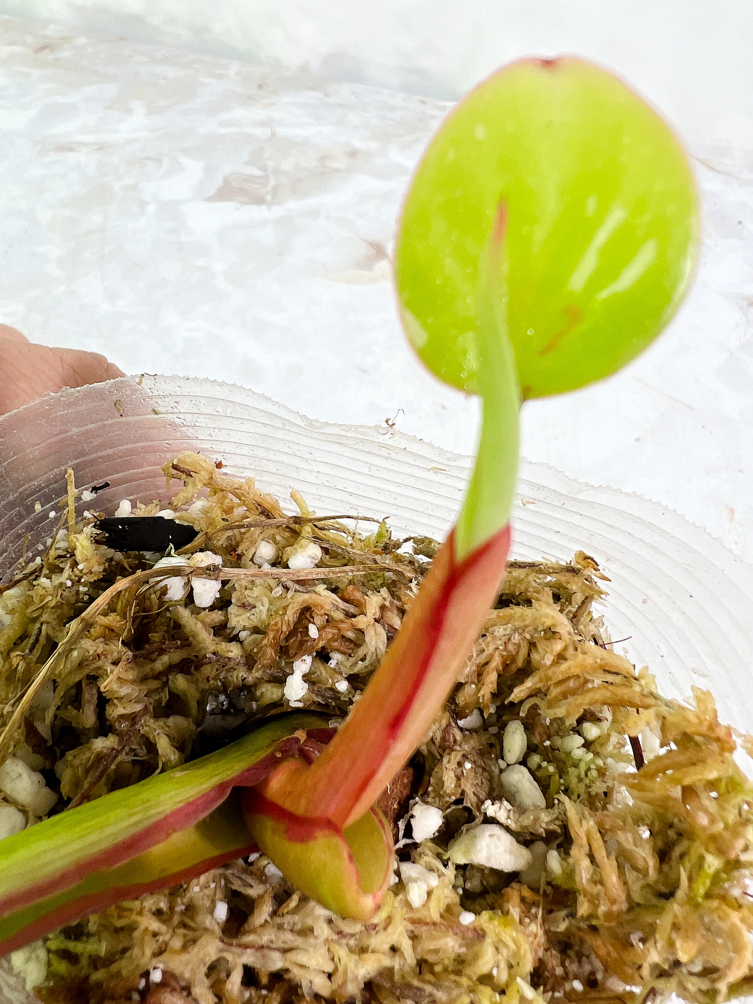 Philodendron White Princess  1 baby leaf and 1 sprout slightly rooted