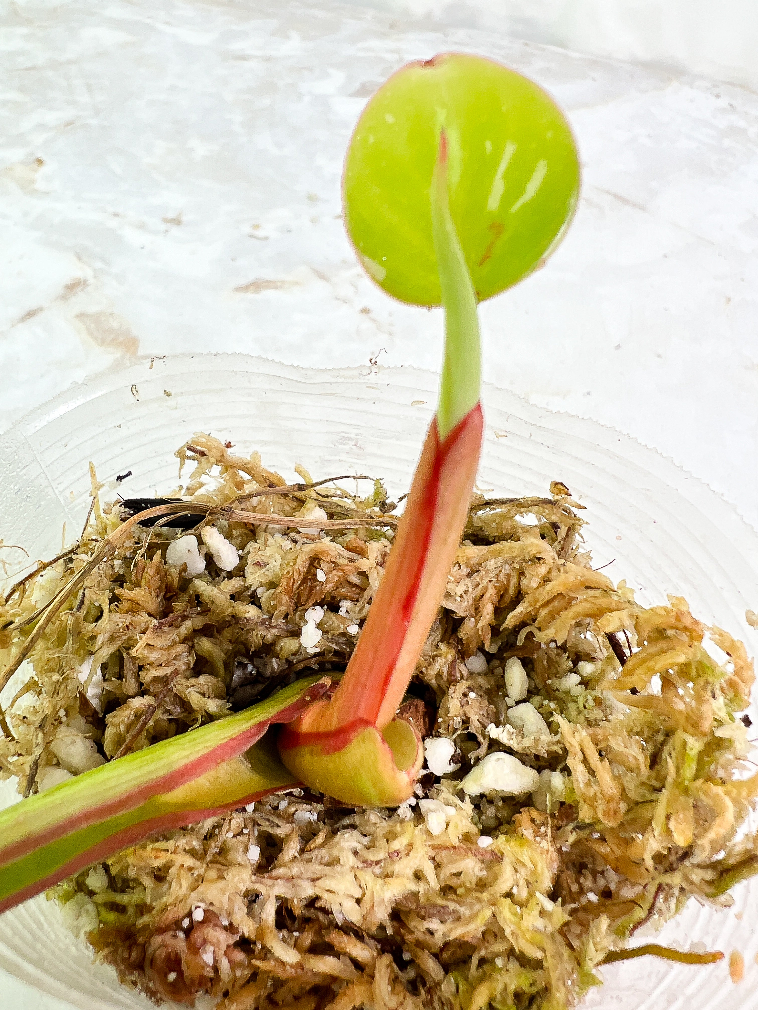 Philodendron White Princess  1 baby leaf and 1 sprout slightly rooted