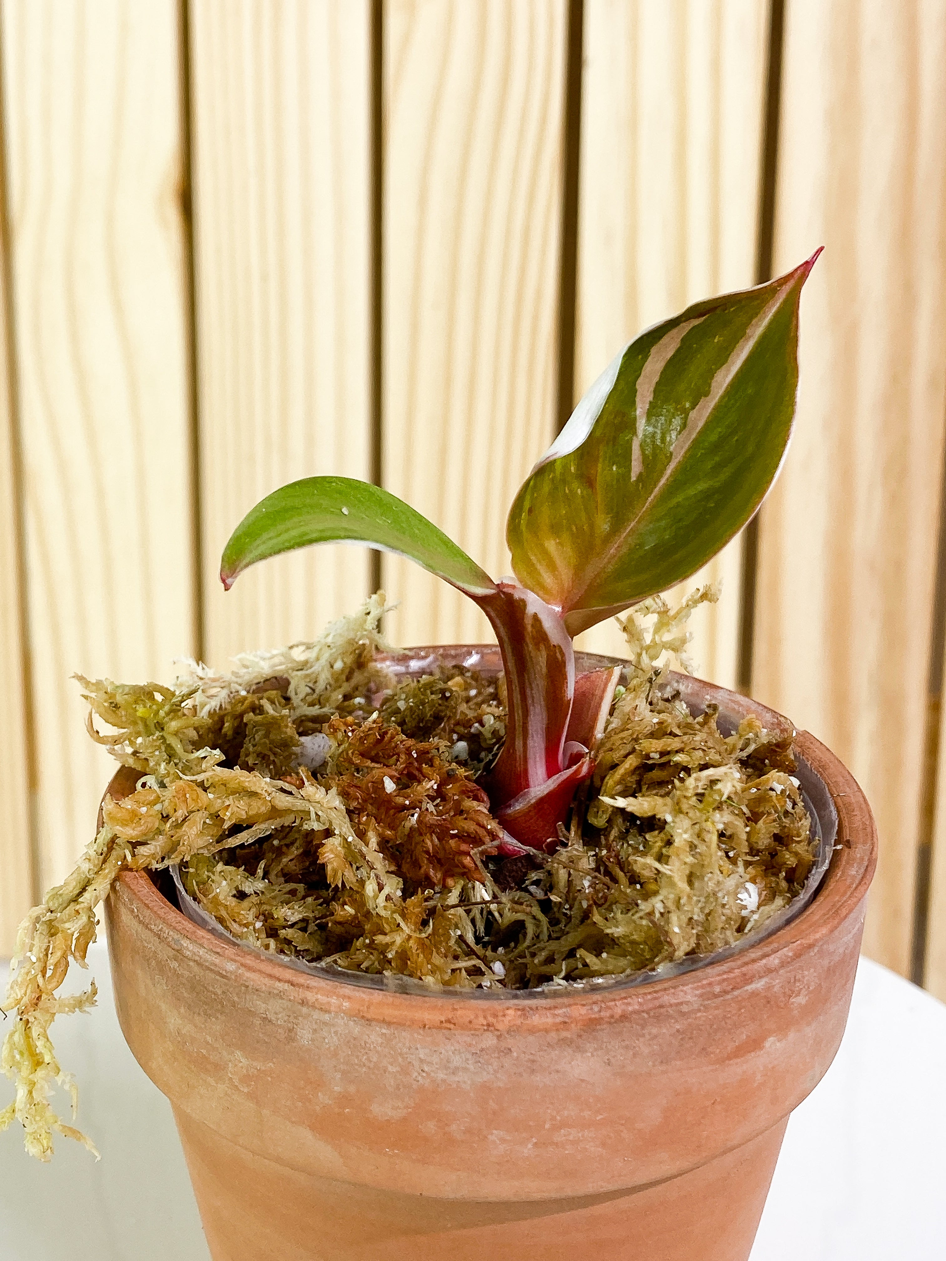 Philodendron white knight Tricolor  2 baby leaves Rooted