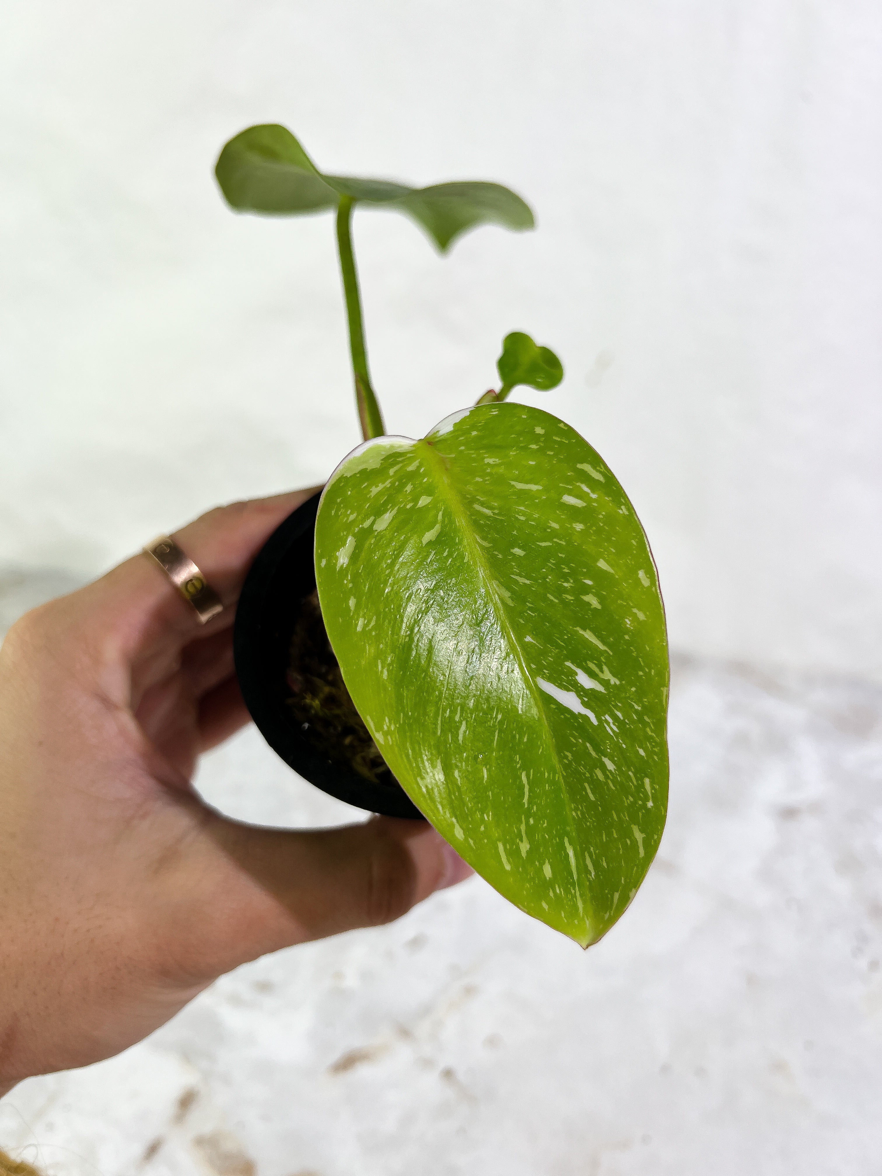 Philodendron White Princess 3 leaves slightly rooted