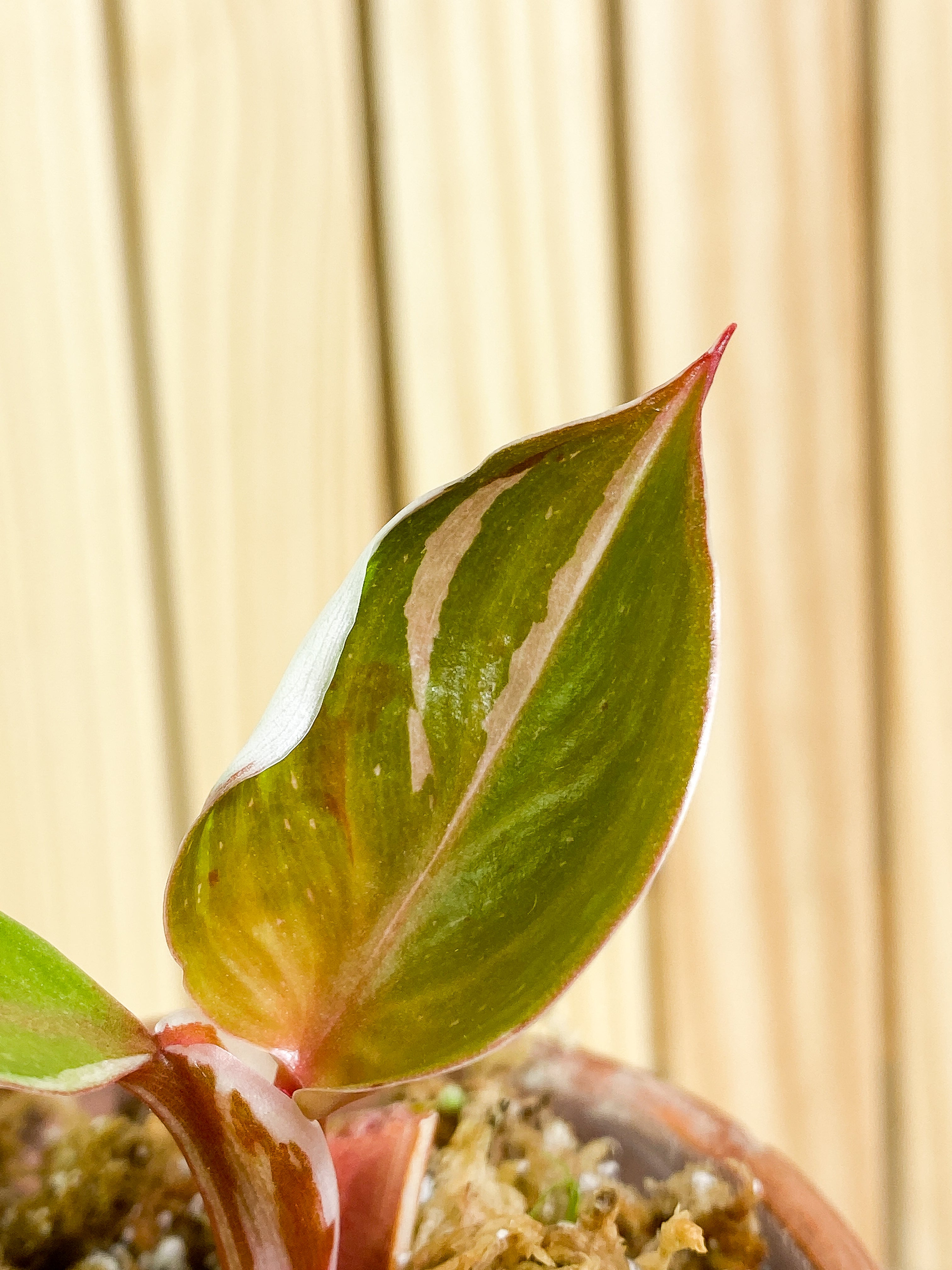 Philodendron white knight Tricolor  2 baby leaves Rooted