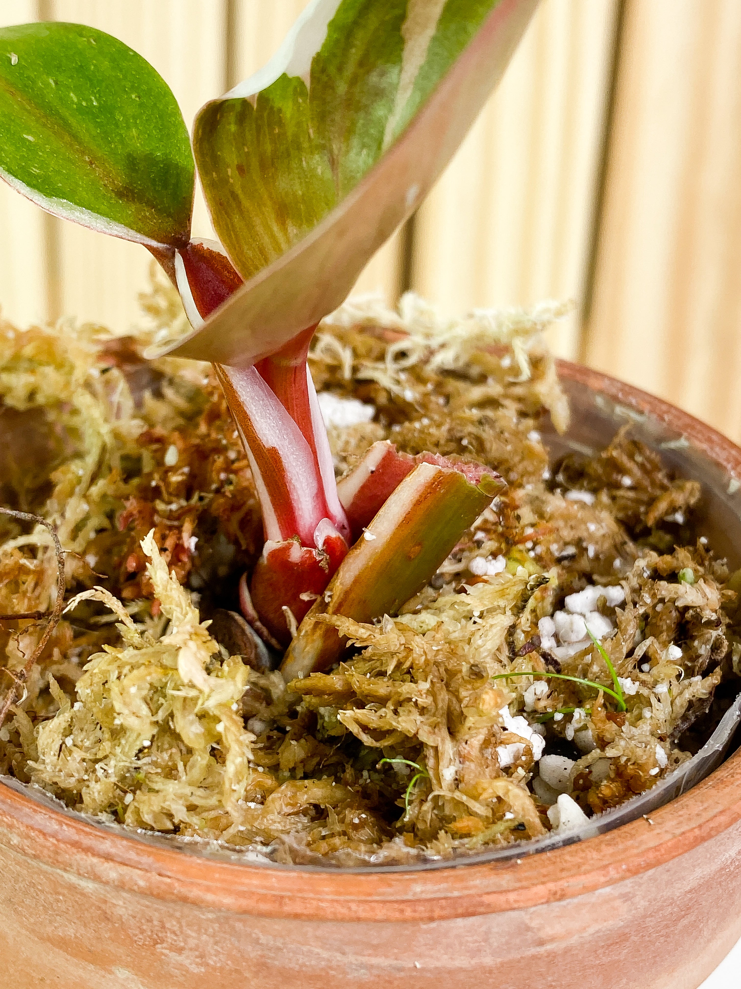 Philodendron white knight Tricolor  2 baby leaves Rooted