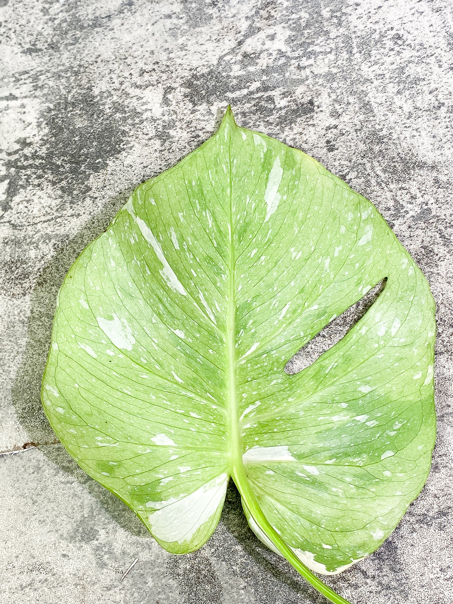 Monstera Thai Constellation 2 leaves Rooted