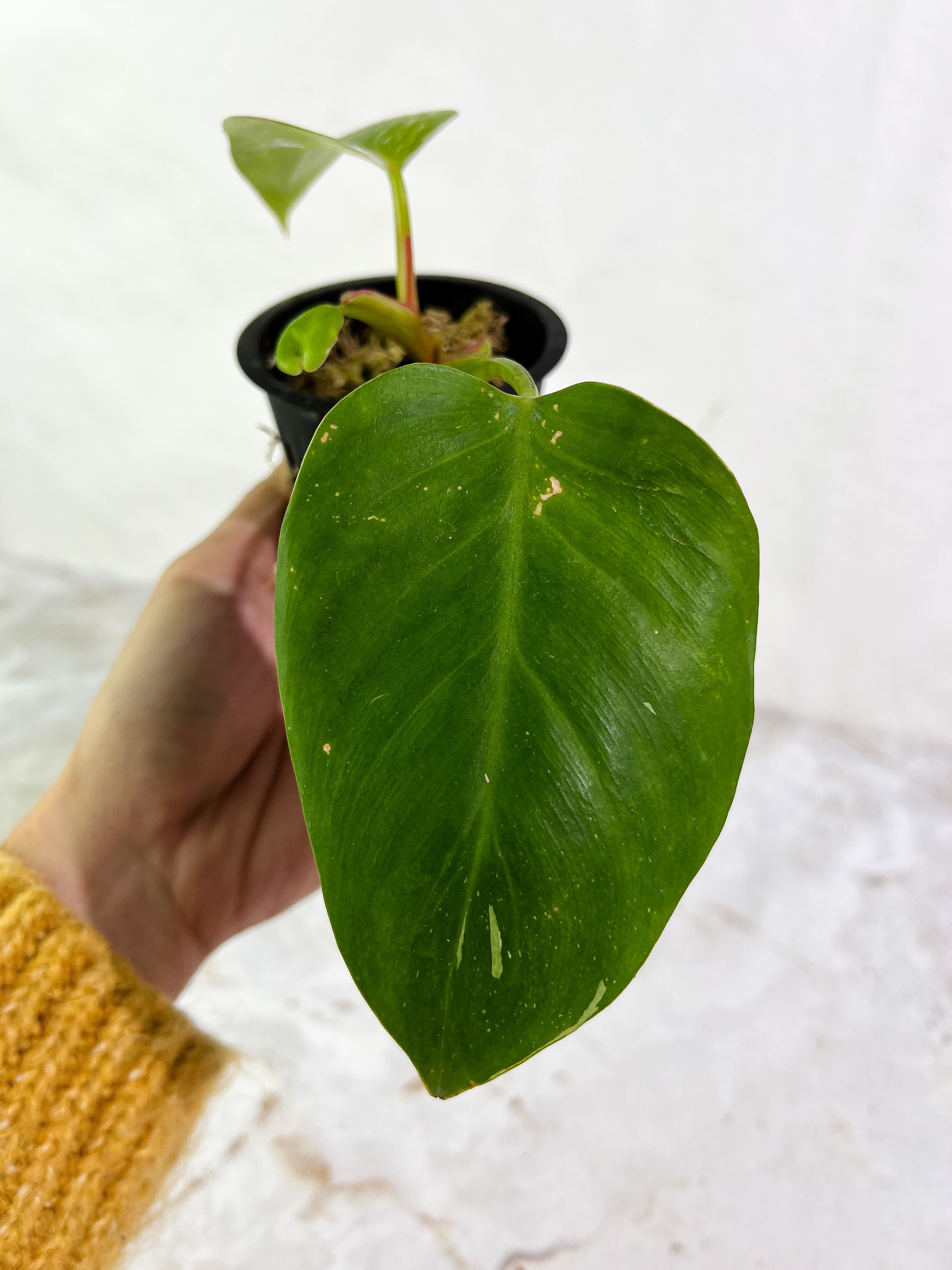Philodendron White Princess 3 leaves slightly rooted