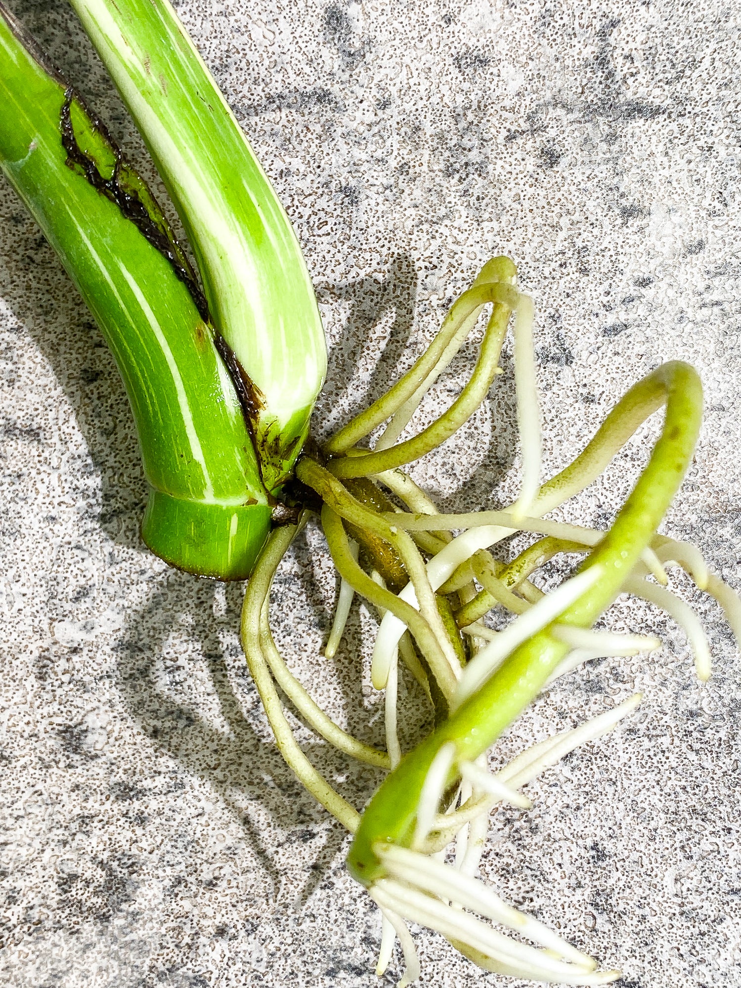 Monstera Thai Constellation 2 leaves Rooted