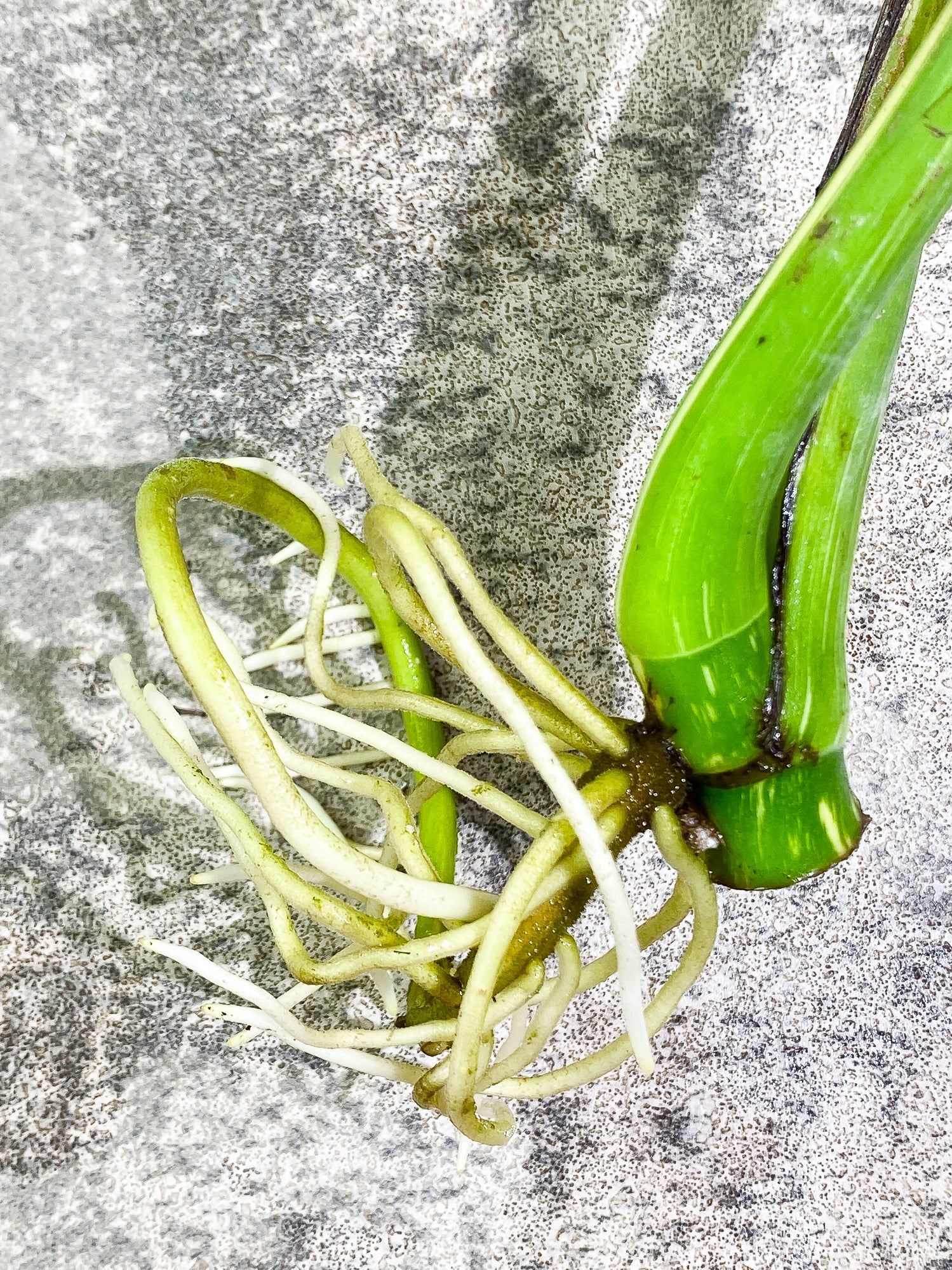 Monstera Thai Constellation 2 leaves Rooted