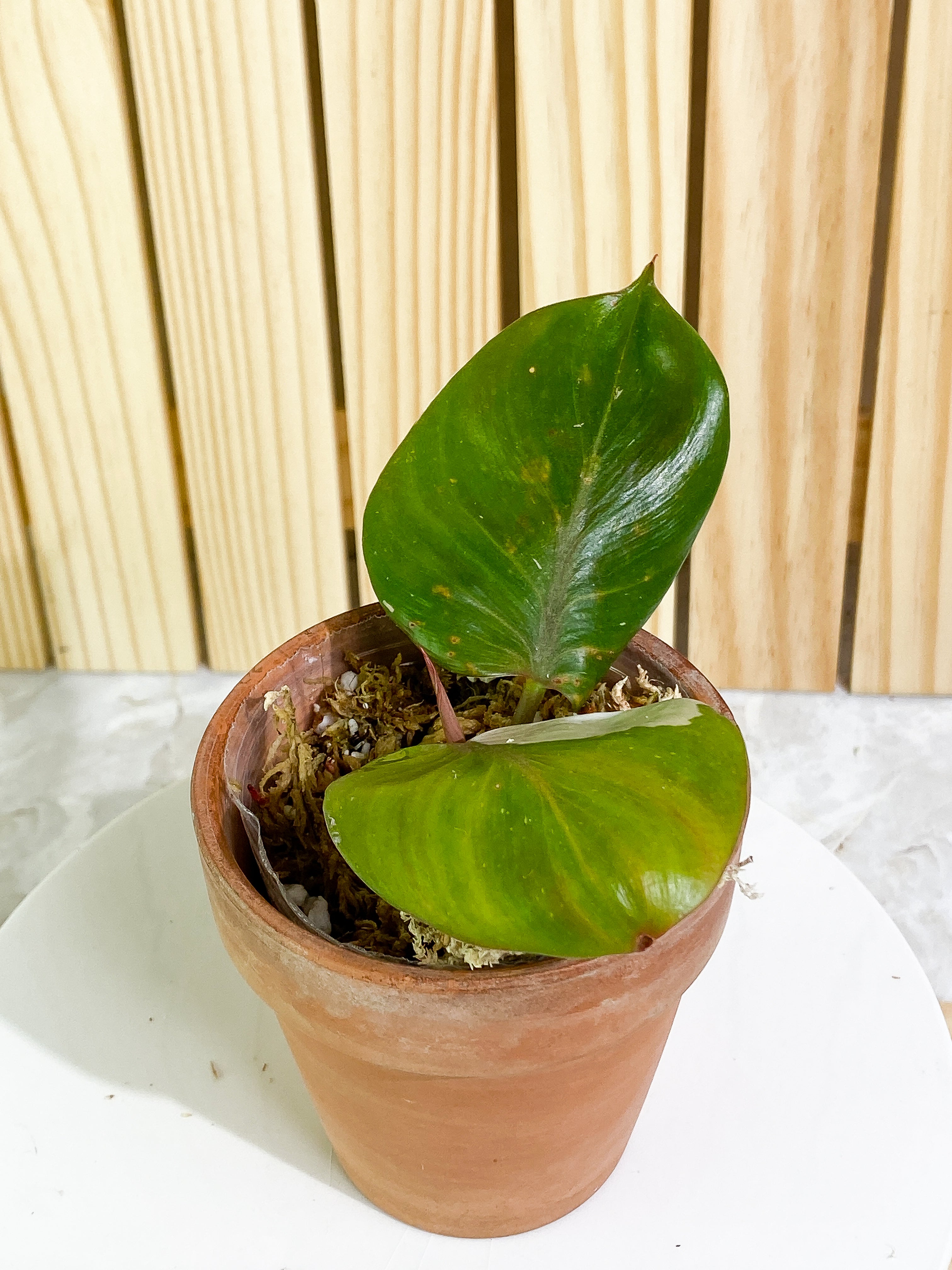 DO NOT LIST Philodendron white knight Top Cutting 2 leaves & 1 sprout Rooted