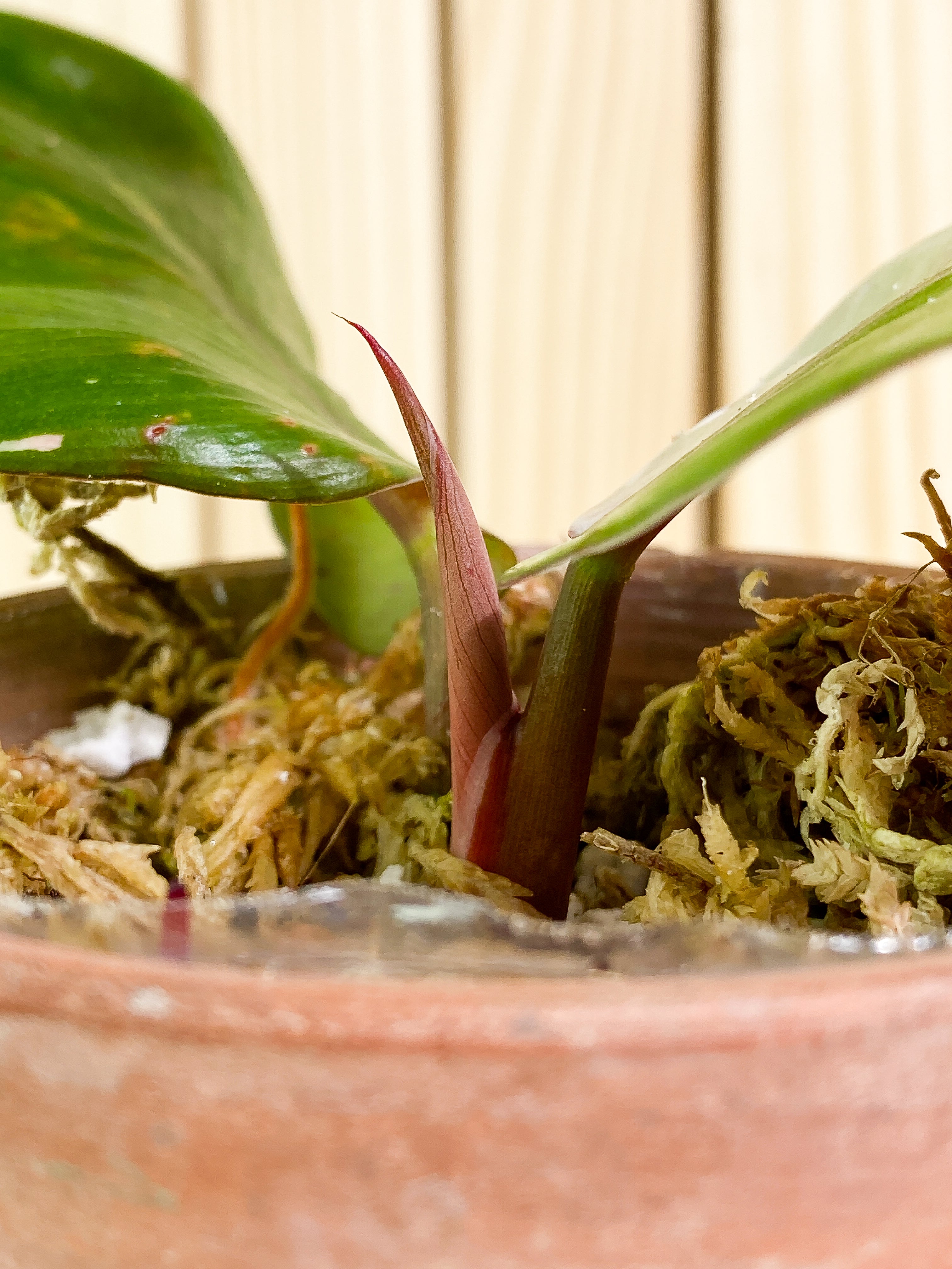 DO NOT LIST Philodendron white knight Top Cutting 2 leaves & 1 sprout Rooted