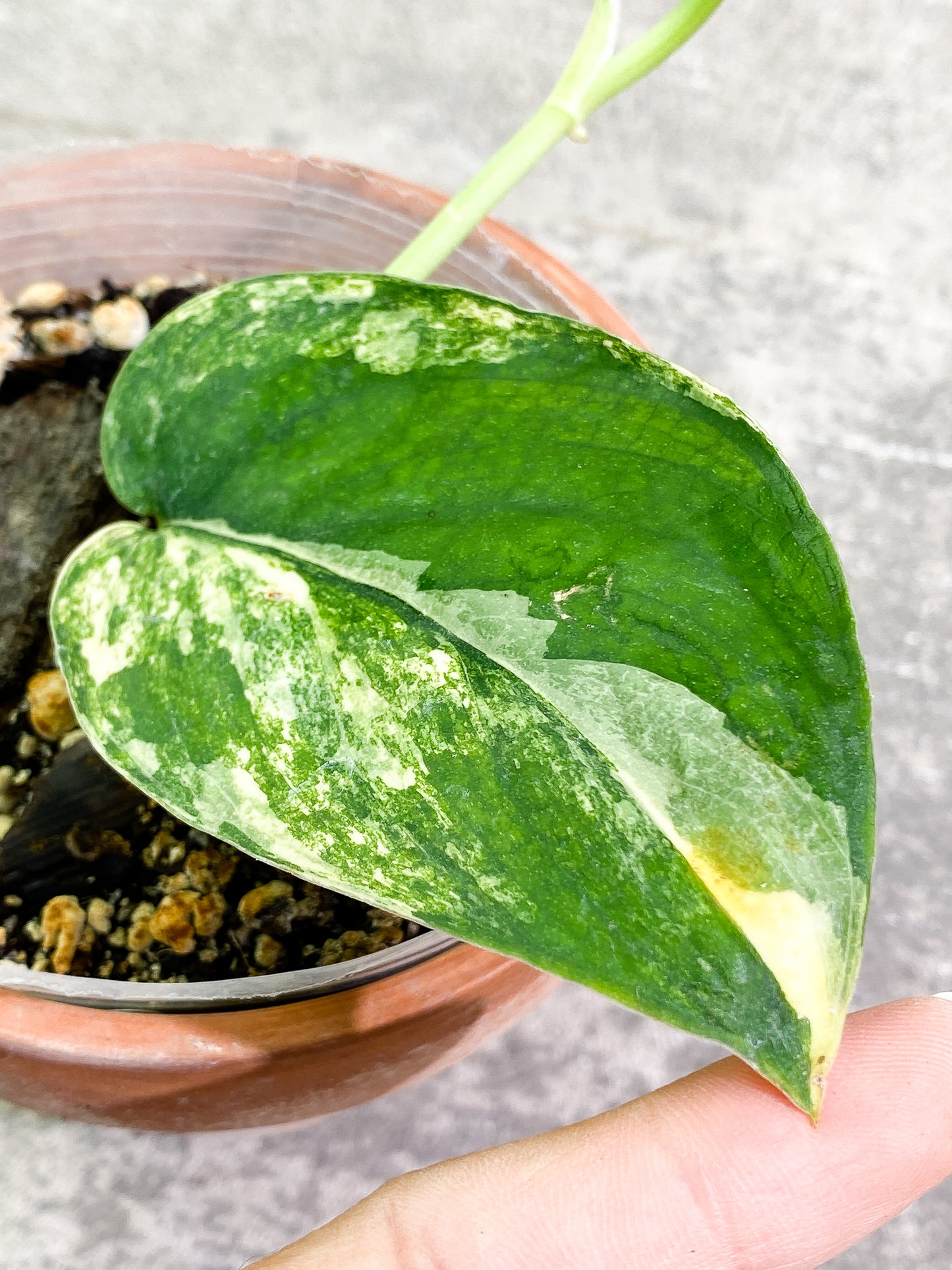 Scindapsus Jade Satin variegated 1 leaf  1 sprout  slightly rooted