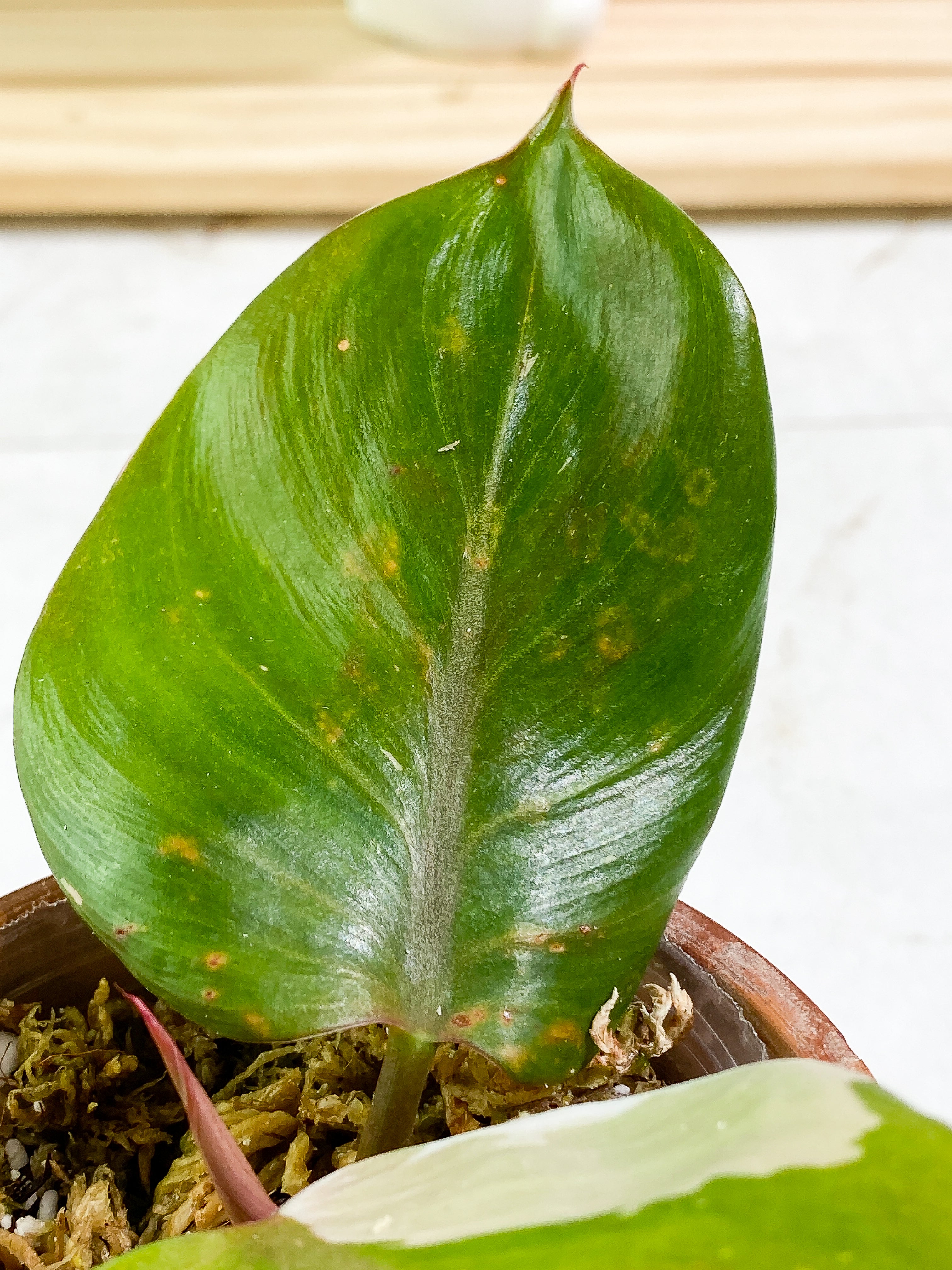 DO NOT LIST Philodendron white knight Top Cutting 2 leaves & 1 sprout Rooted