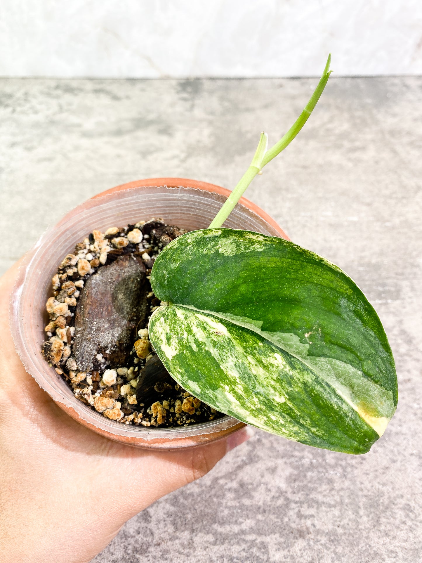 Scindapsus Jade Satin variegated 1 leaf  1 sprout  slightly rooted