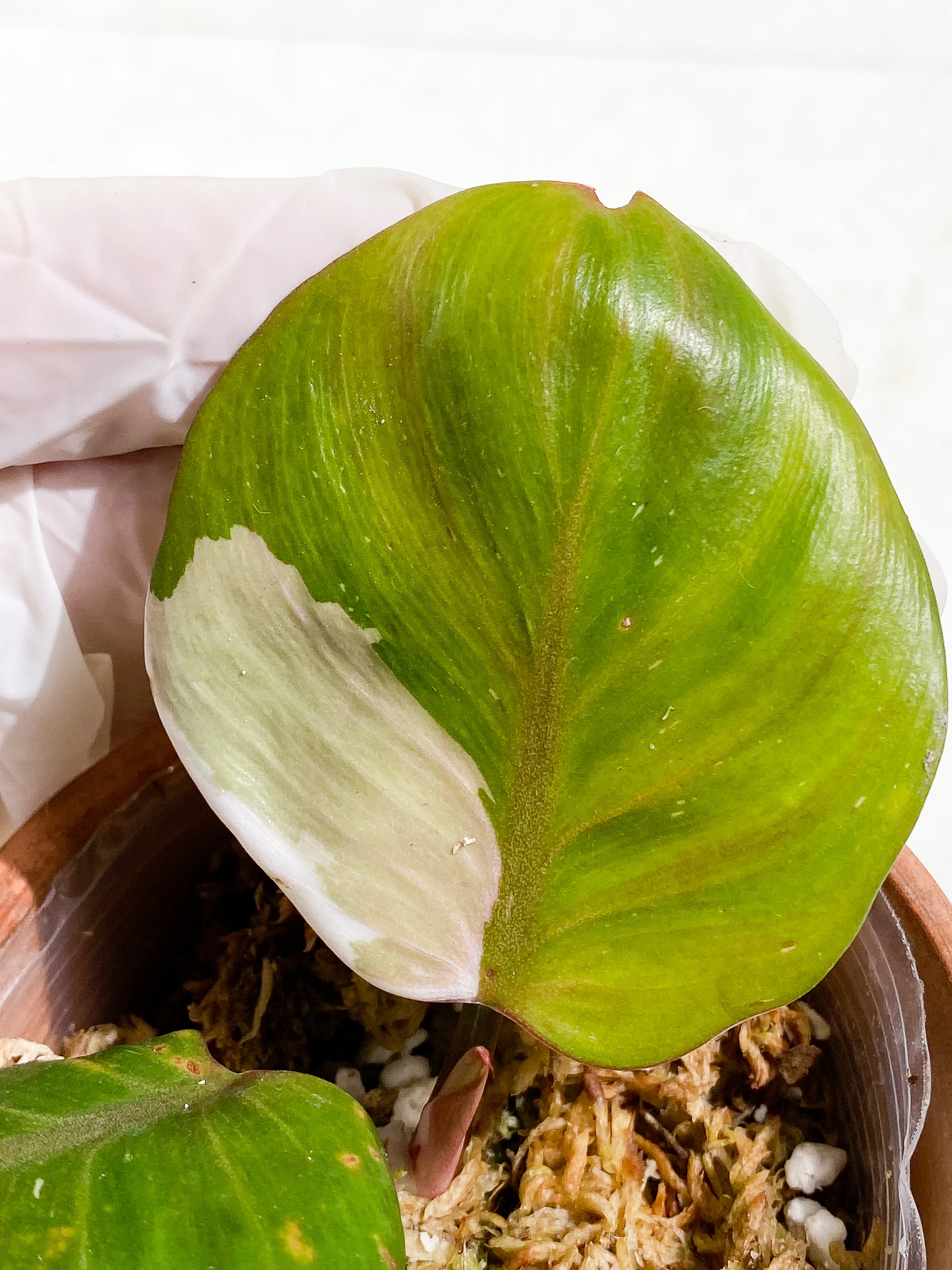 DO NOT LIST Philodendron white knight Top Cutting 2 leaves & 1 sprout Rooted