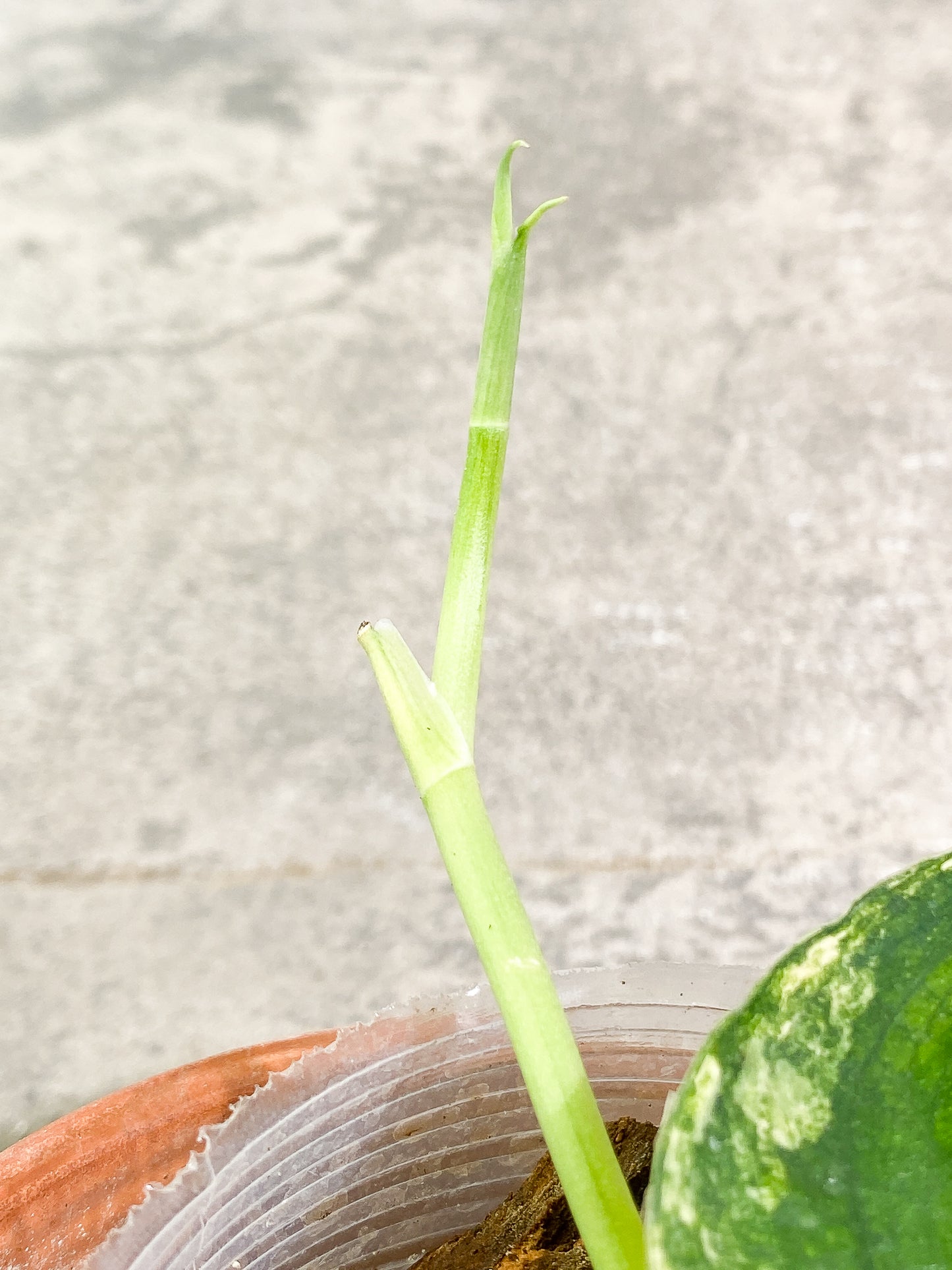 Scindapsus Jade Satin variegated 1 leaf  1 sprout  slightly rooted