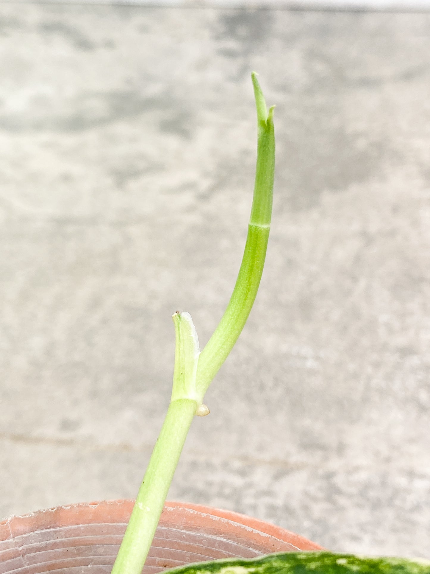 Scindapsus Jade Satin variegated 1 leaf  1 sprout  slightly rooted