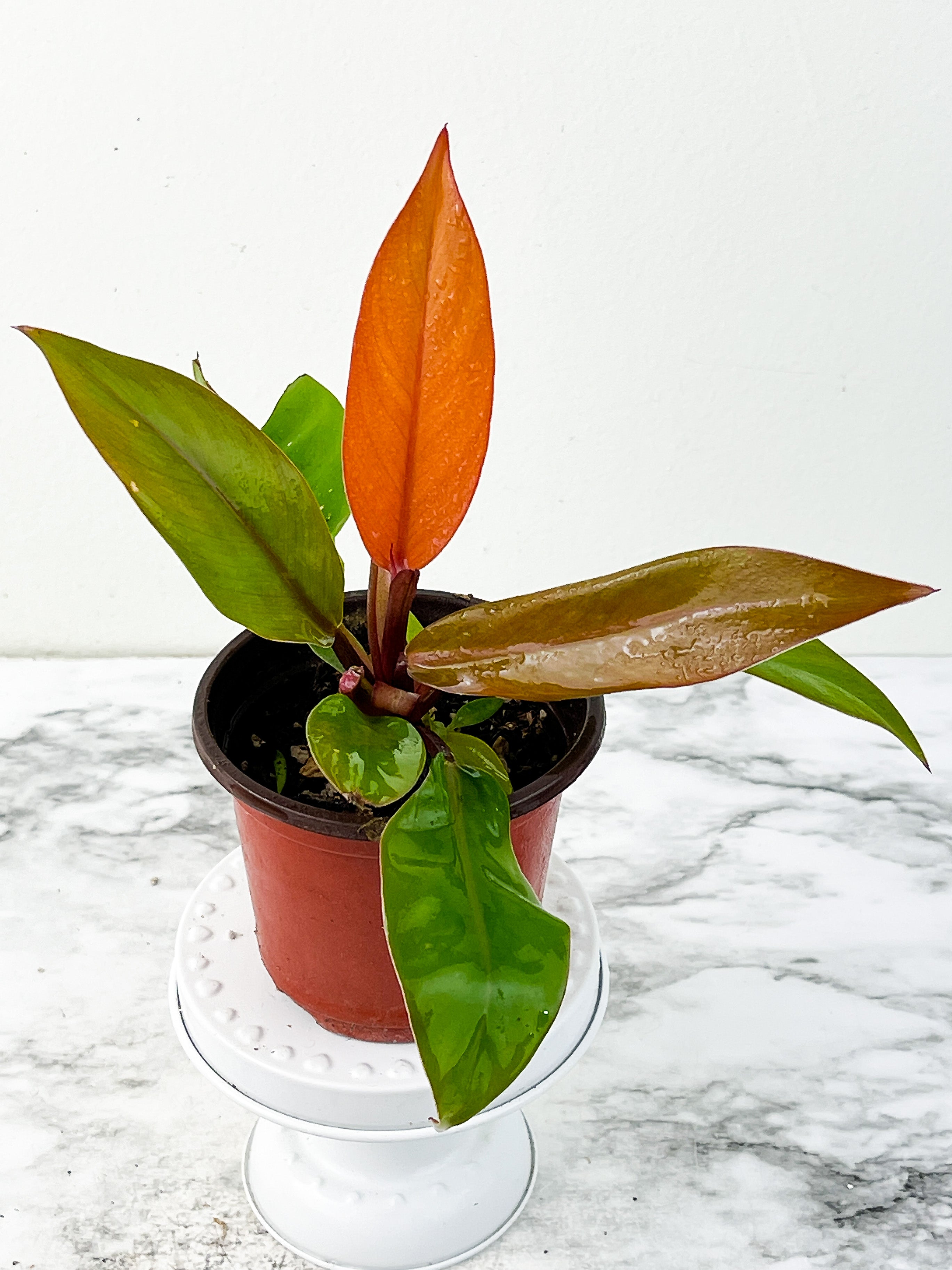 Philodendron Prince of Orange