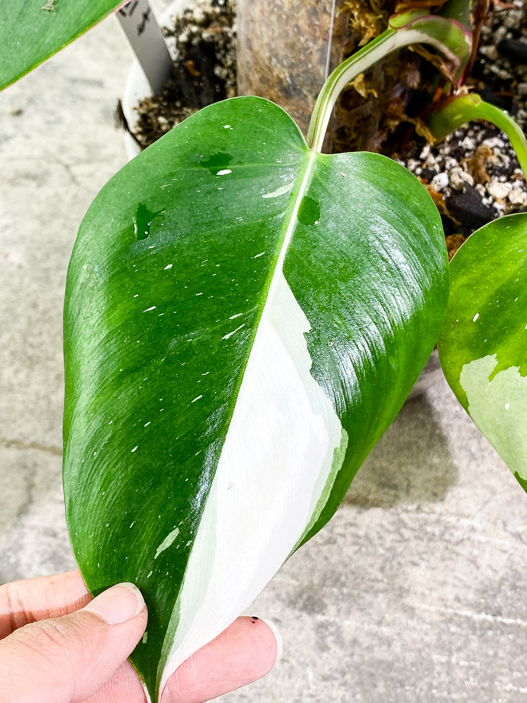 Philodendron White Princess Rooted Highly Variegated  (Moss pole included)