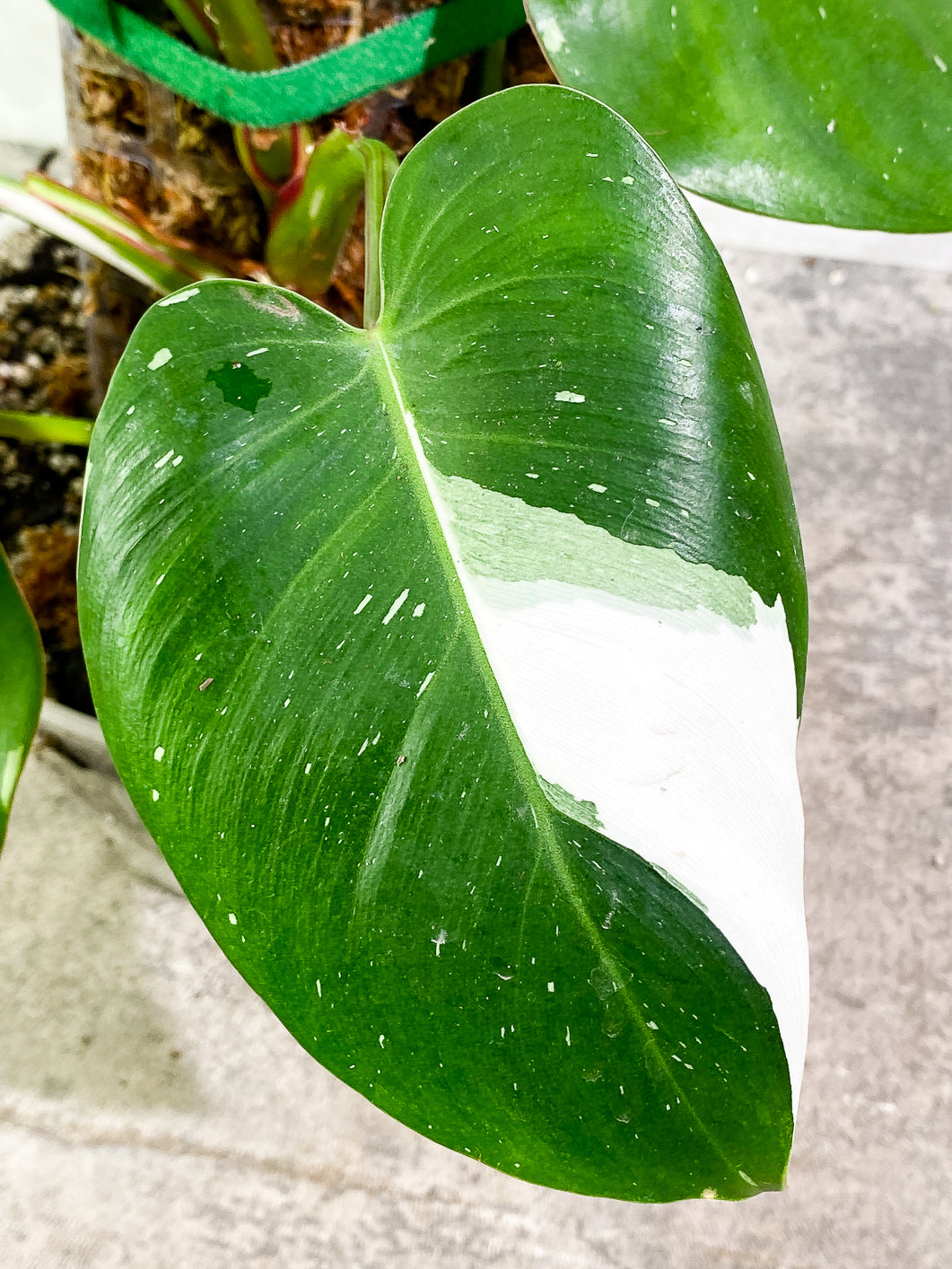 Philodendron White Princess Rooted Highly Variegated  (Moss pole included)