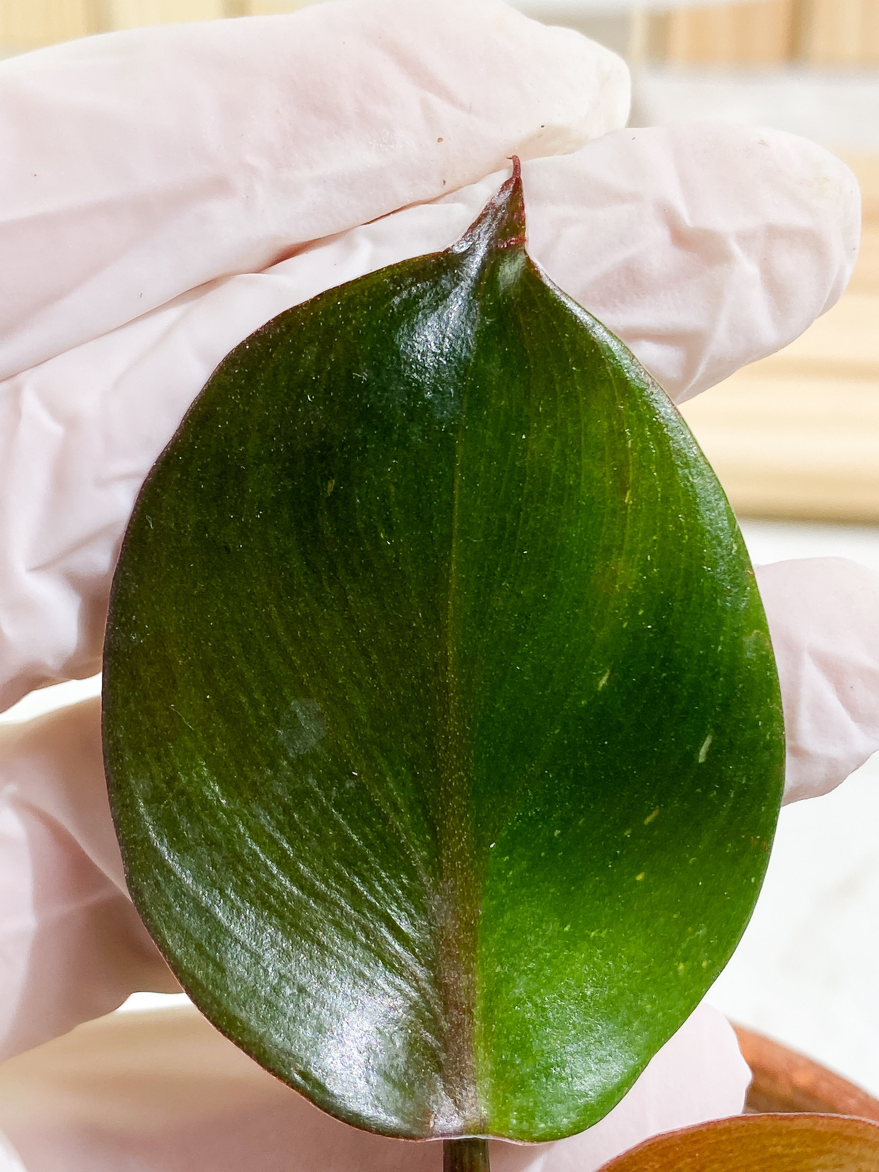 Philodendron white knight tricolor Top Cutting 3 leaves half-moon Slightly Rooted