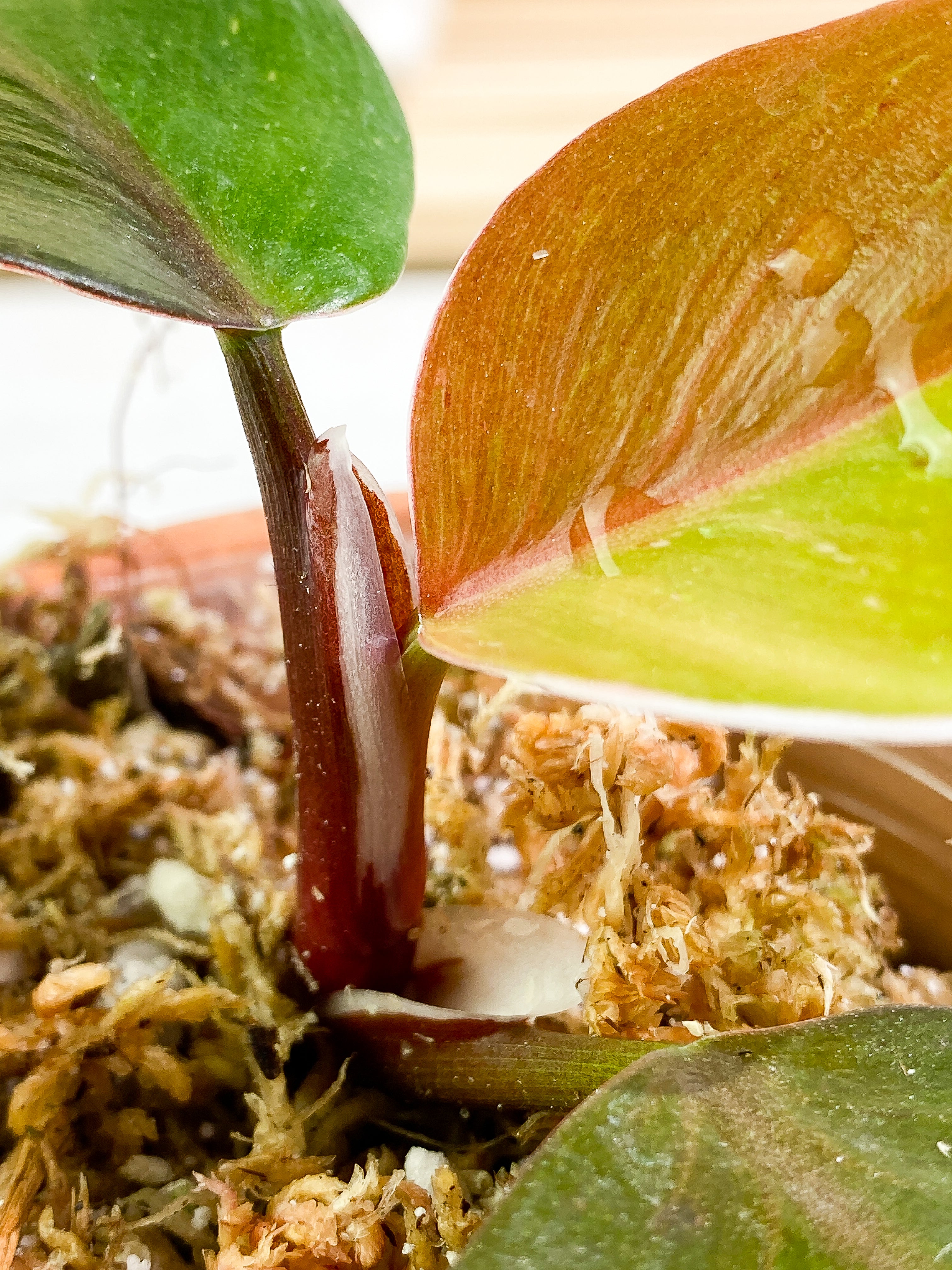Philodendron white knight tricolor Top Cutting 3 leaves half-moon Slightly Rooted