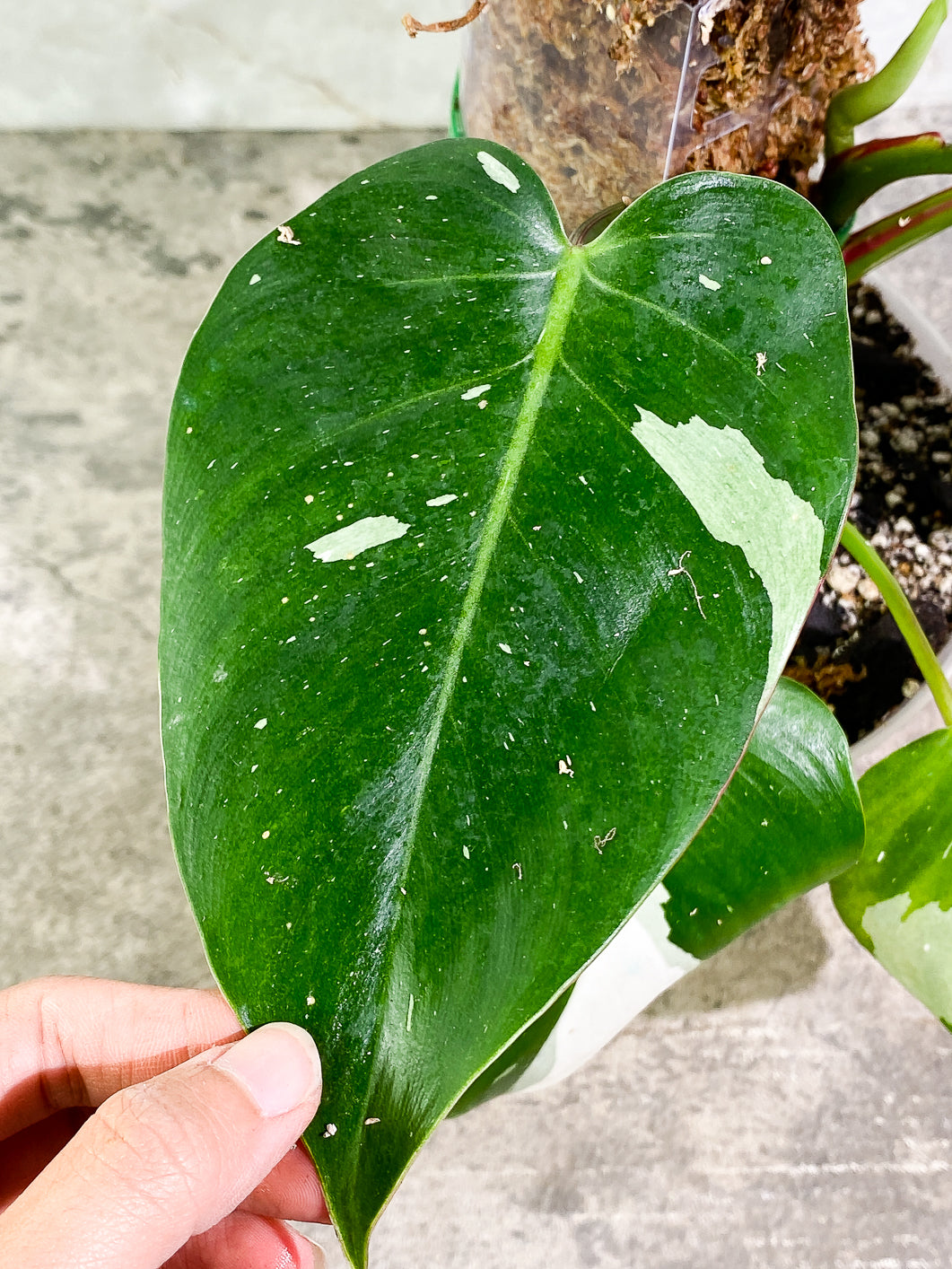 Philodendron White Princess Rooted Highly Variegated  (Moss pole included)