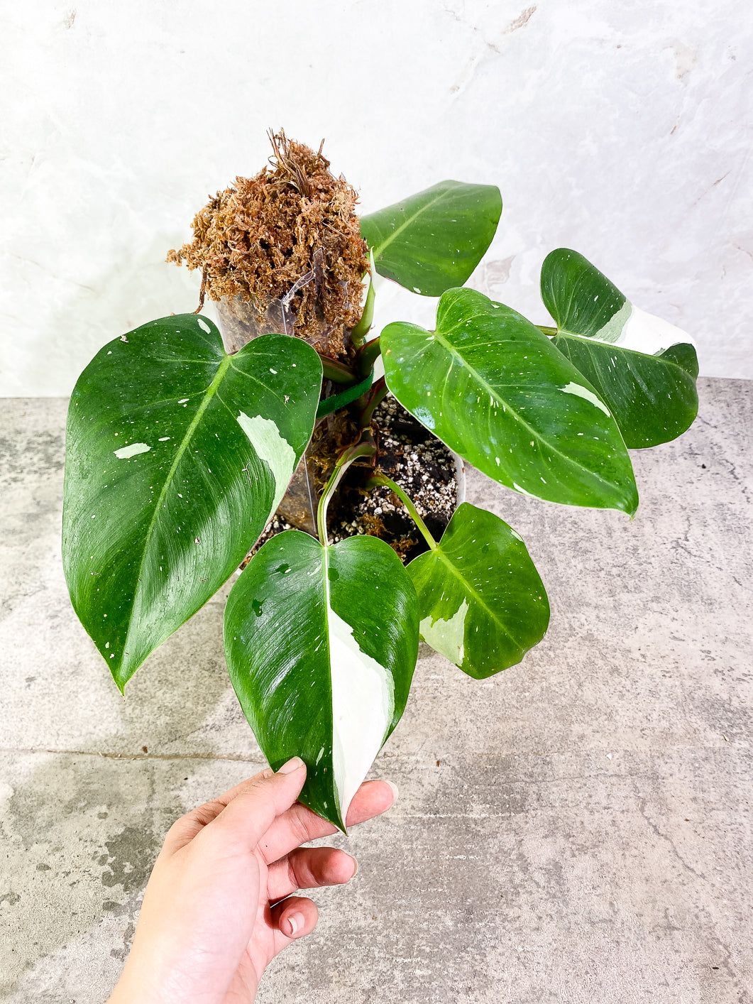 Philodendron White Princess Rooted Highly Variegated  (Moss pole included)