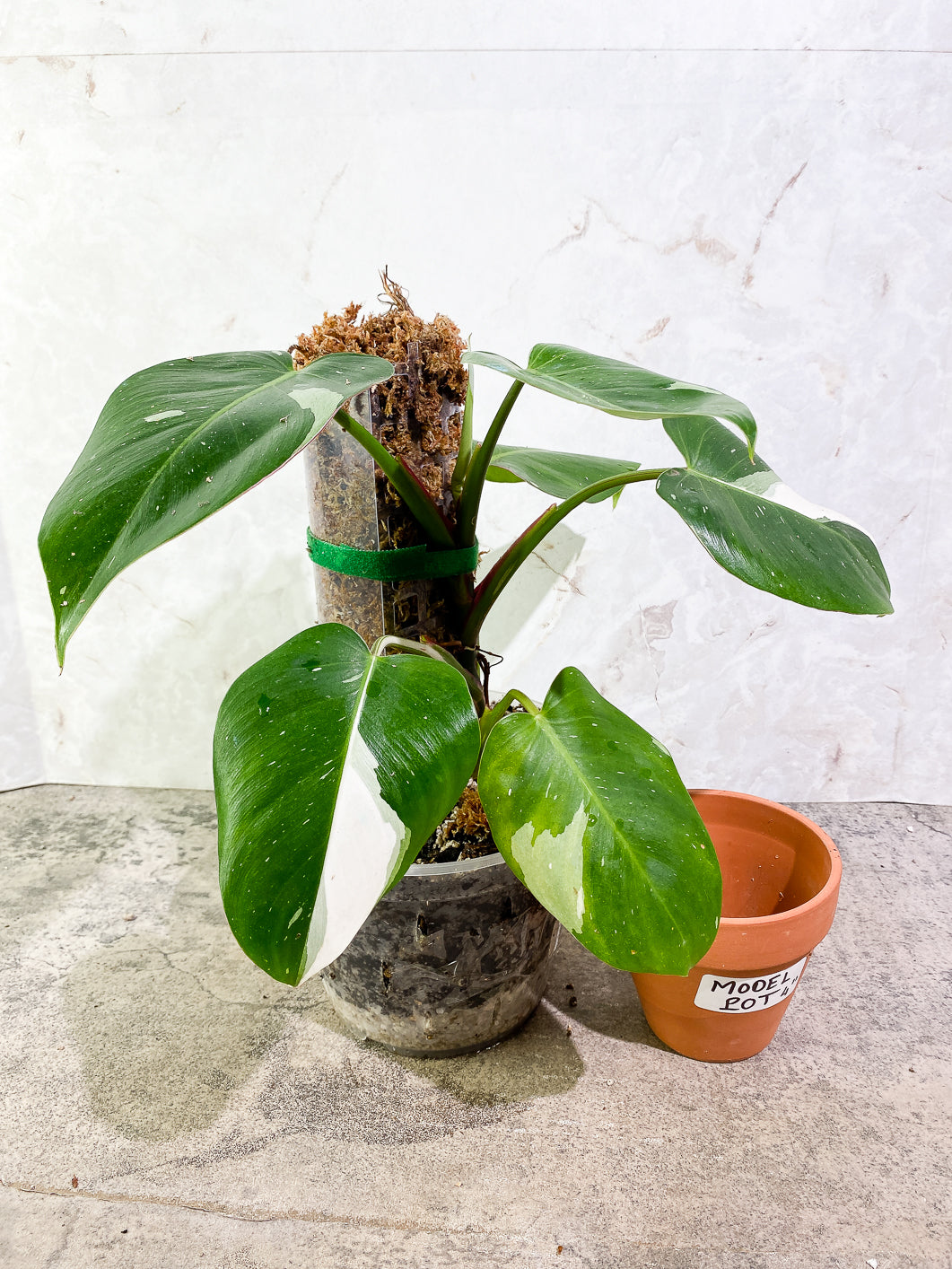 Philodendron White Princess Rooted Highly Variegated  (Moss pole included)