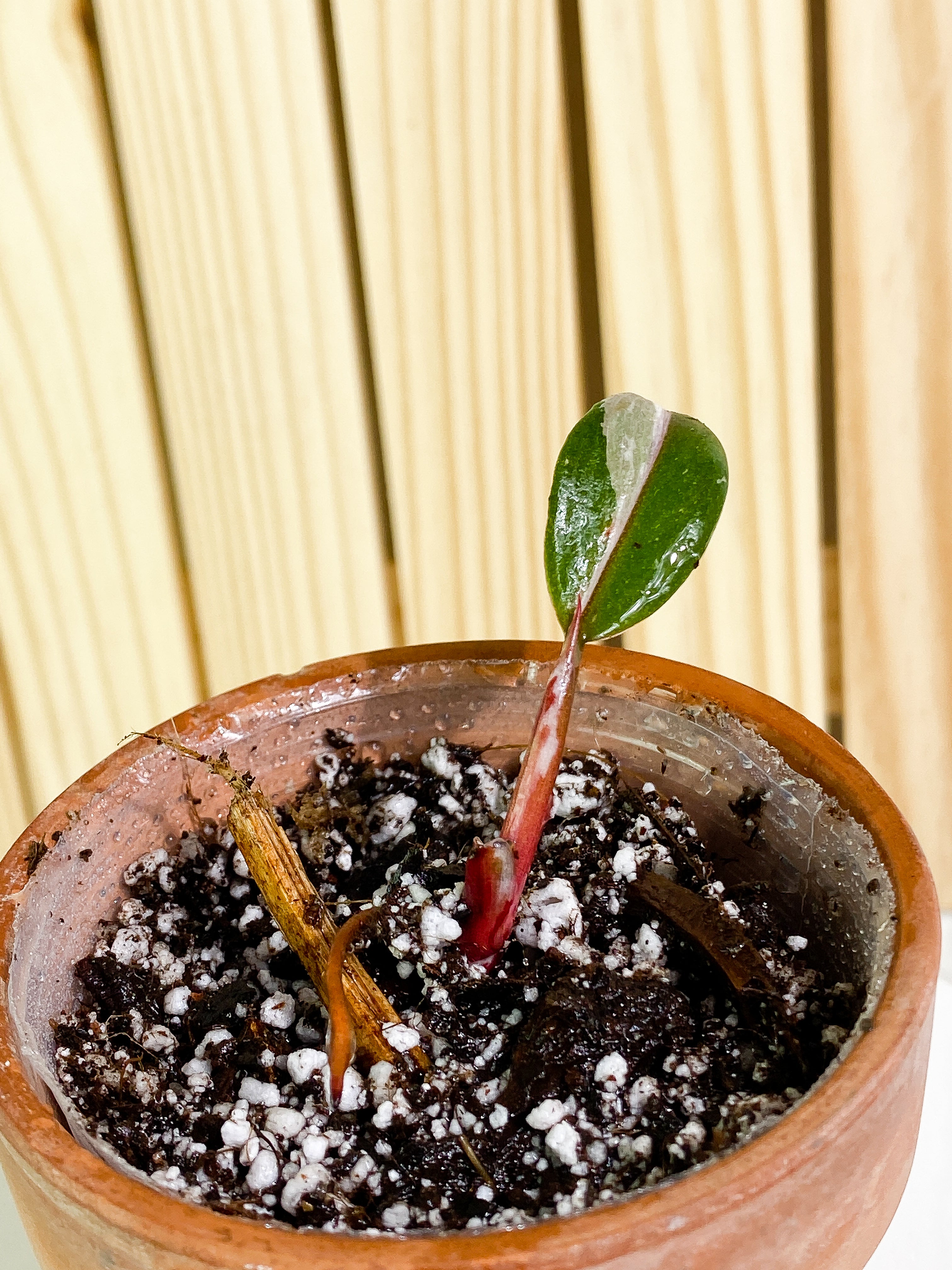 Philodendron white knight tricolor 1 baby leaf 1 sprout  Rooting double node