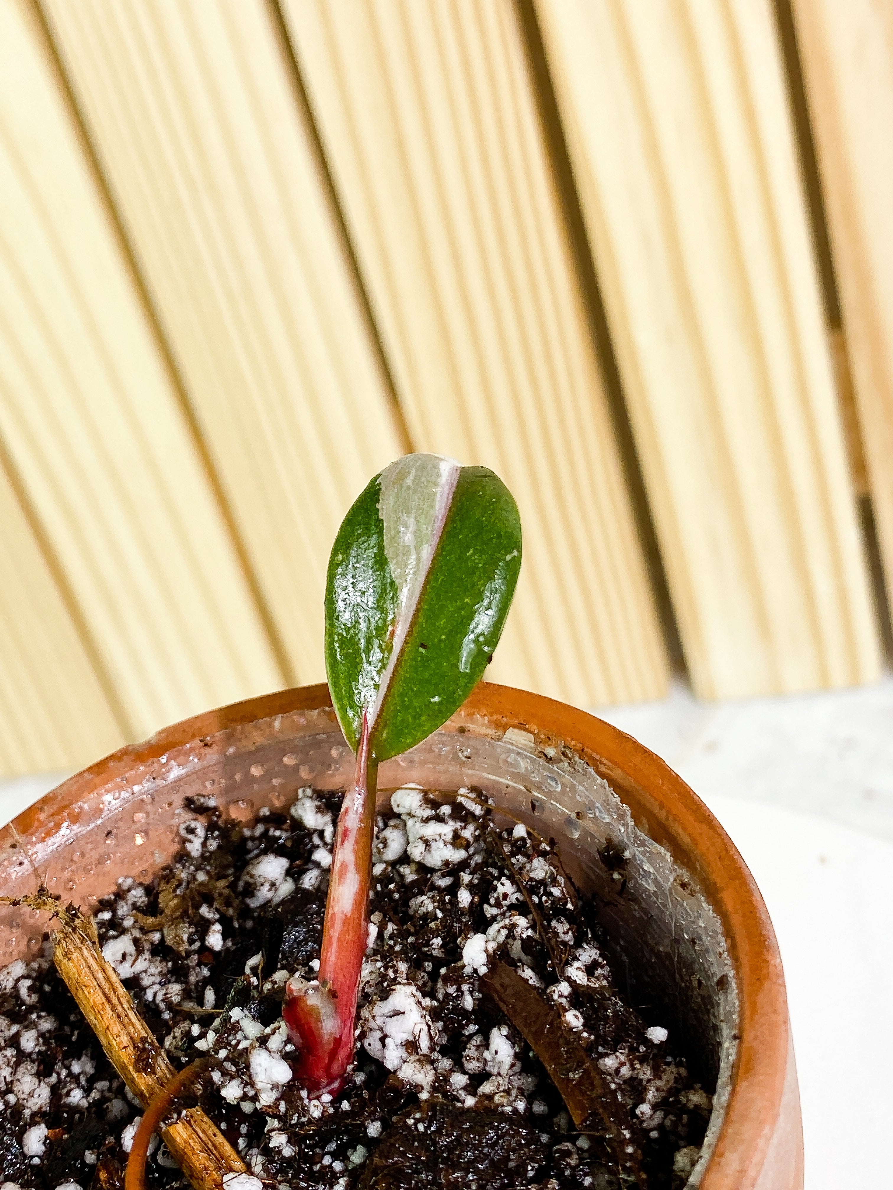 Philodendron white knight tricolor 1 baby leaf 1 sprout  Rooting double node
