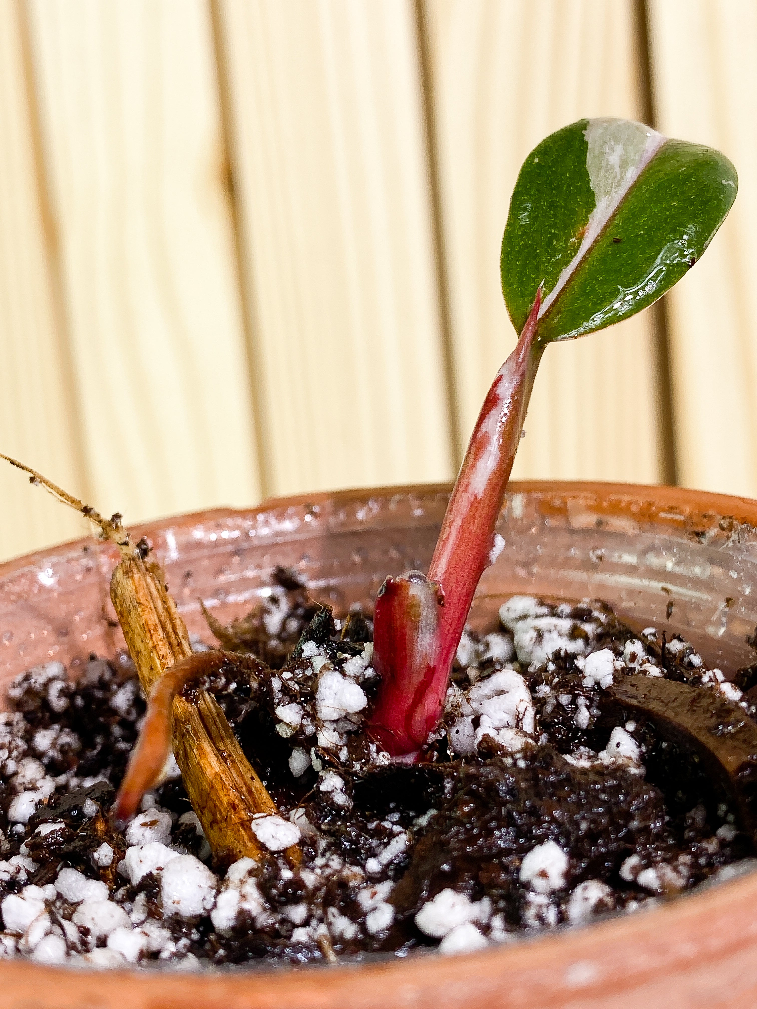 Philodendron white knight tricolor 1 baby leaf 1 sprout  Rooting double node