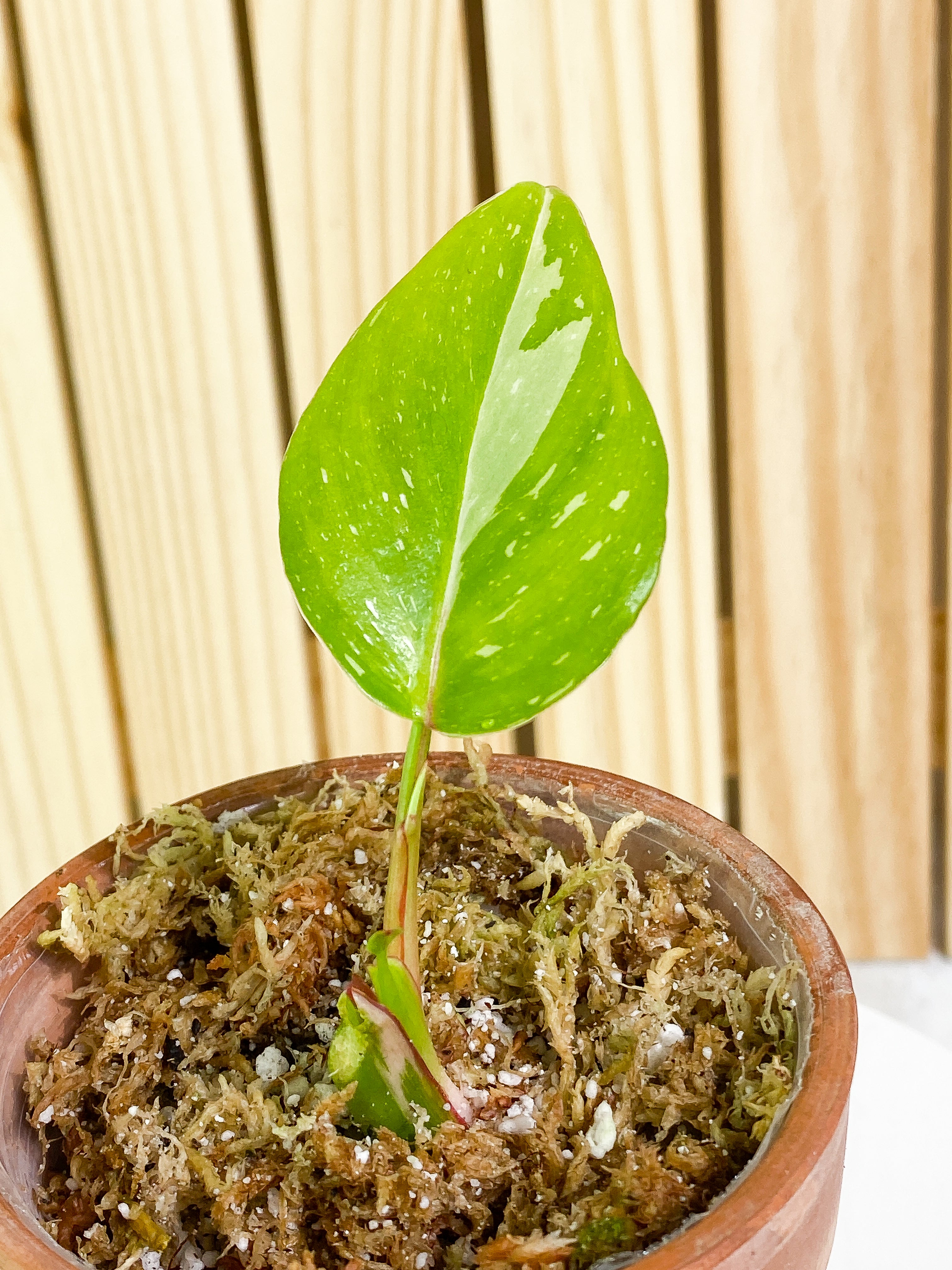 Philodendron white princess 1 leaf & 1 baby leaf Rooted