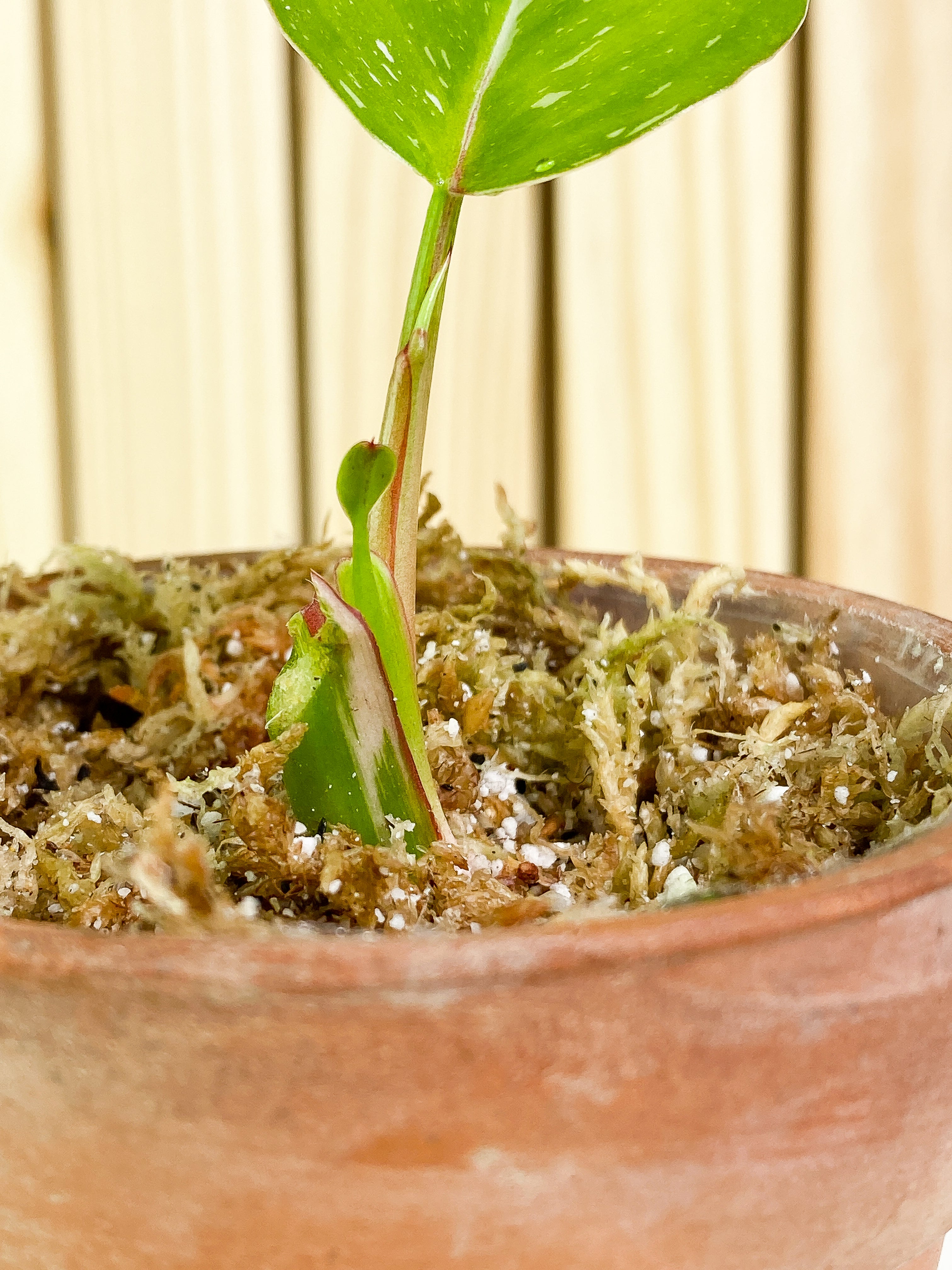 Philodendron white princess 1 leaf & 1 baby leaf Rooted
