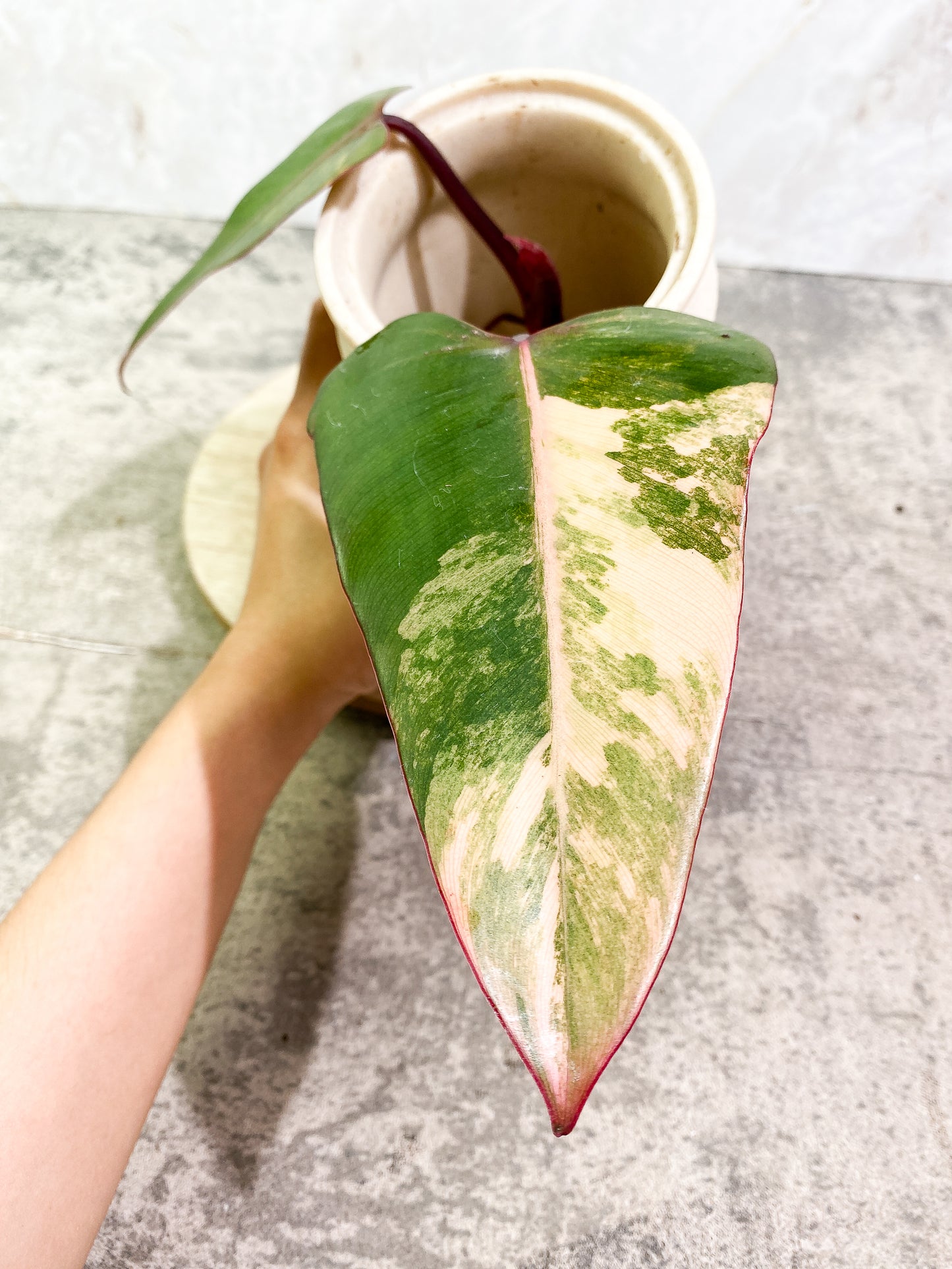 Philodendron Strawberry Shake  Rooting 2 leaves 1 sprout Top Cutting