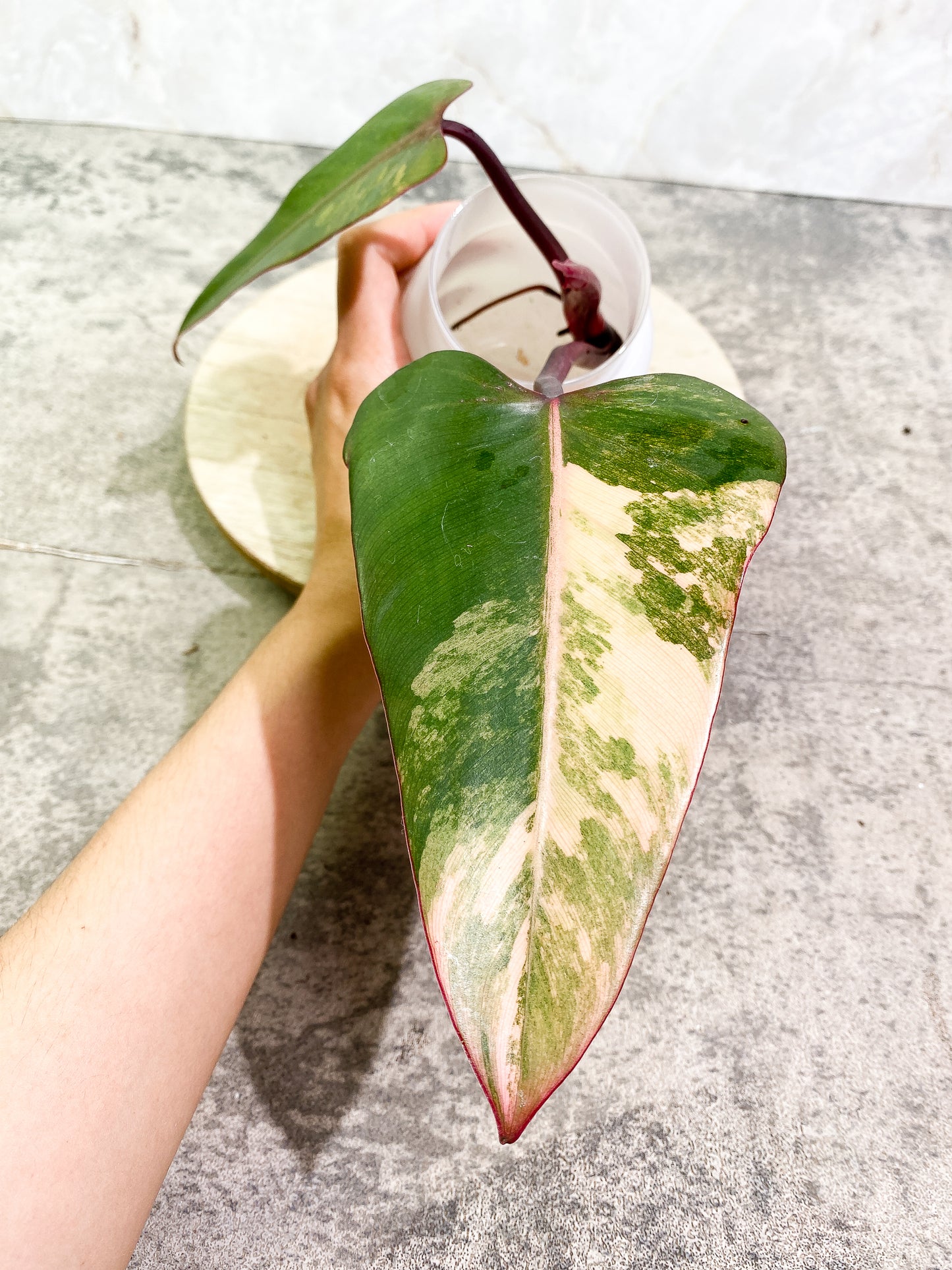 Philodendron Strawberry Shake  Rooting 2 leaves 1 sprout Top Cutting